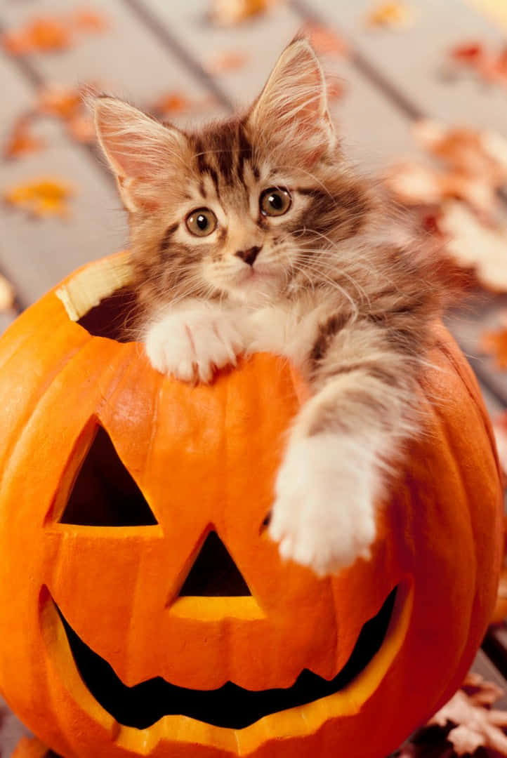 Halloween Cute Kitten in a Carved Pumpkin Picture