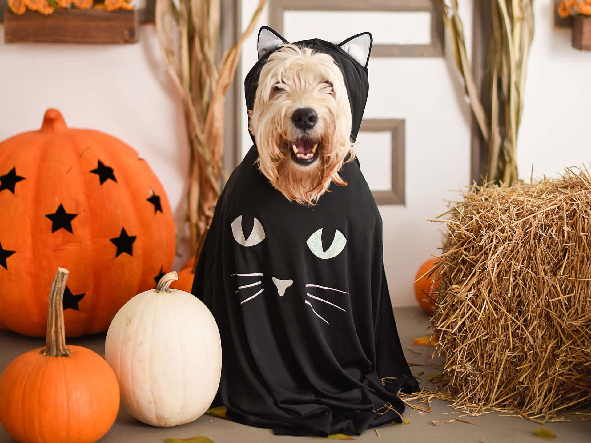 Halloween Dog Costume Cat Cloak Pumpkins Wallpaper