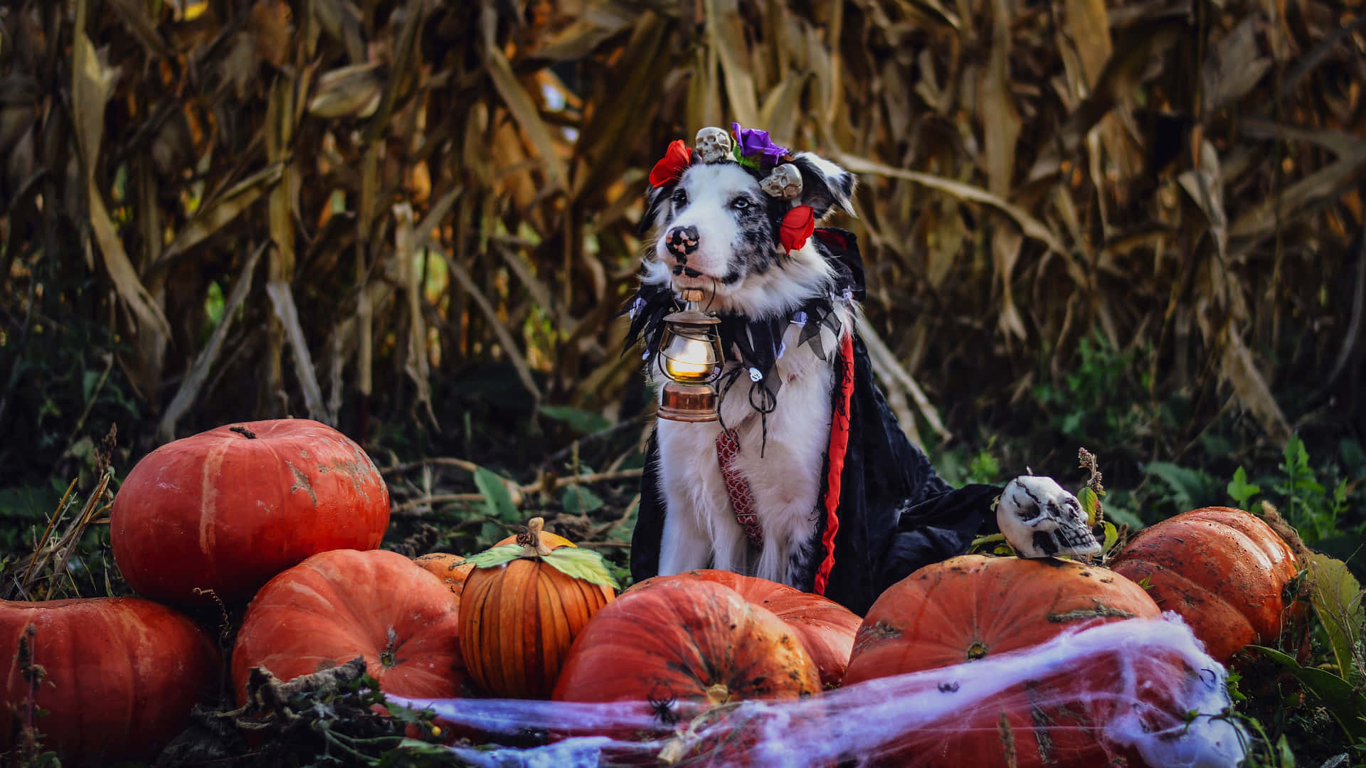 Halloween Dog Costume Pumpkins Scene Wallpaper