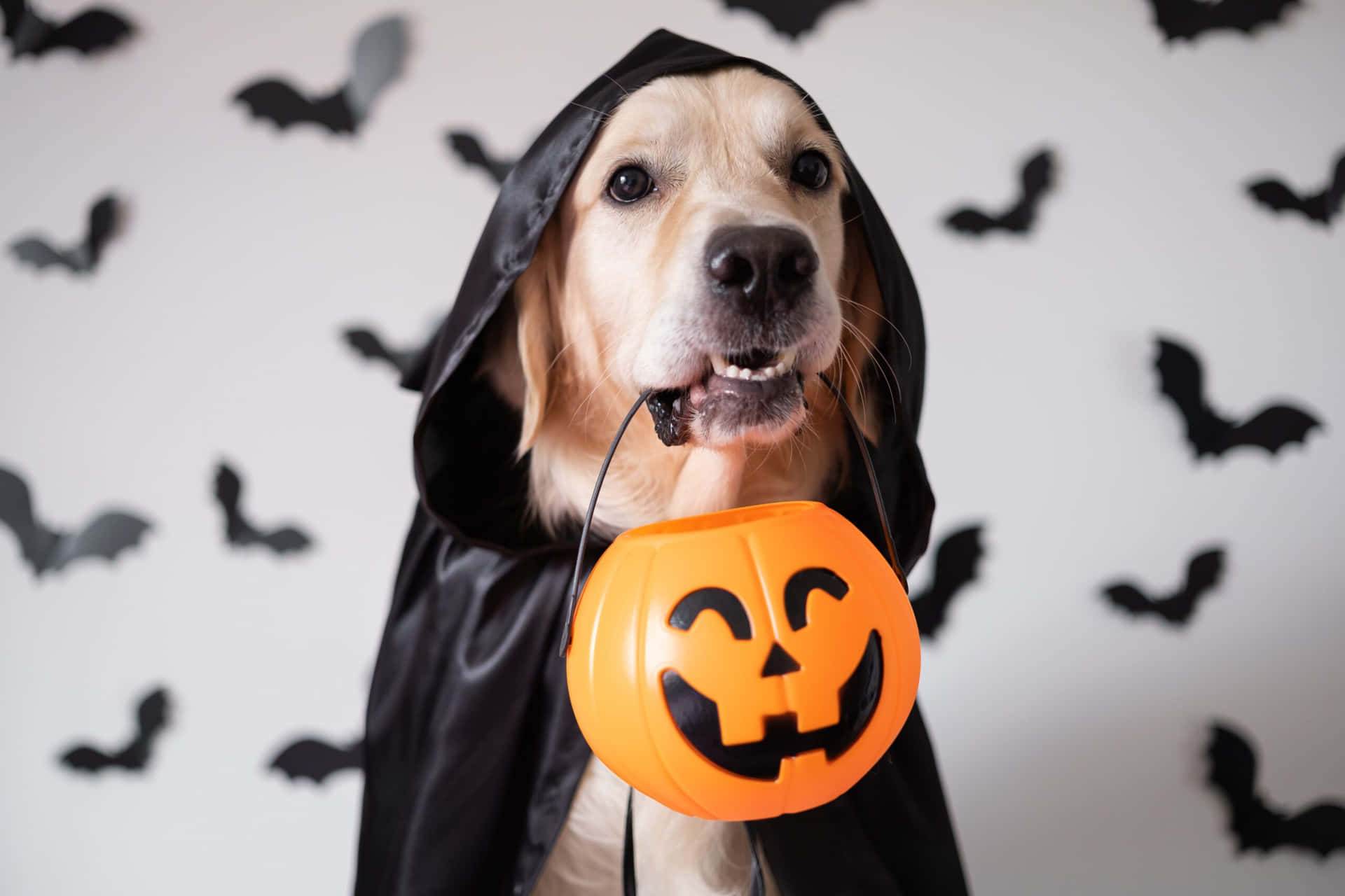 Halloween Dog Costumewith Pumpkin Bucket Wallpaper