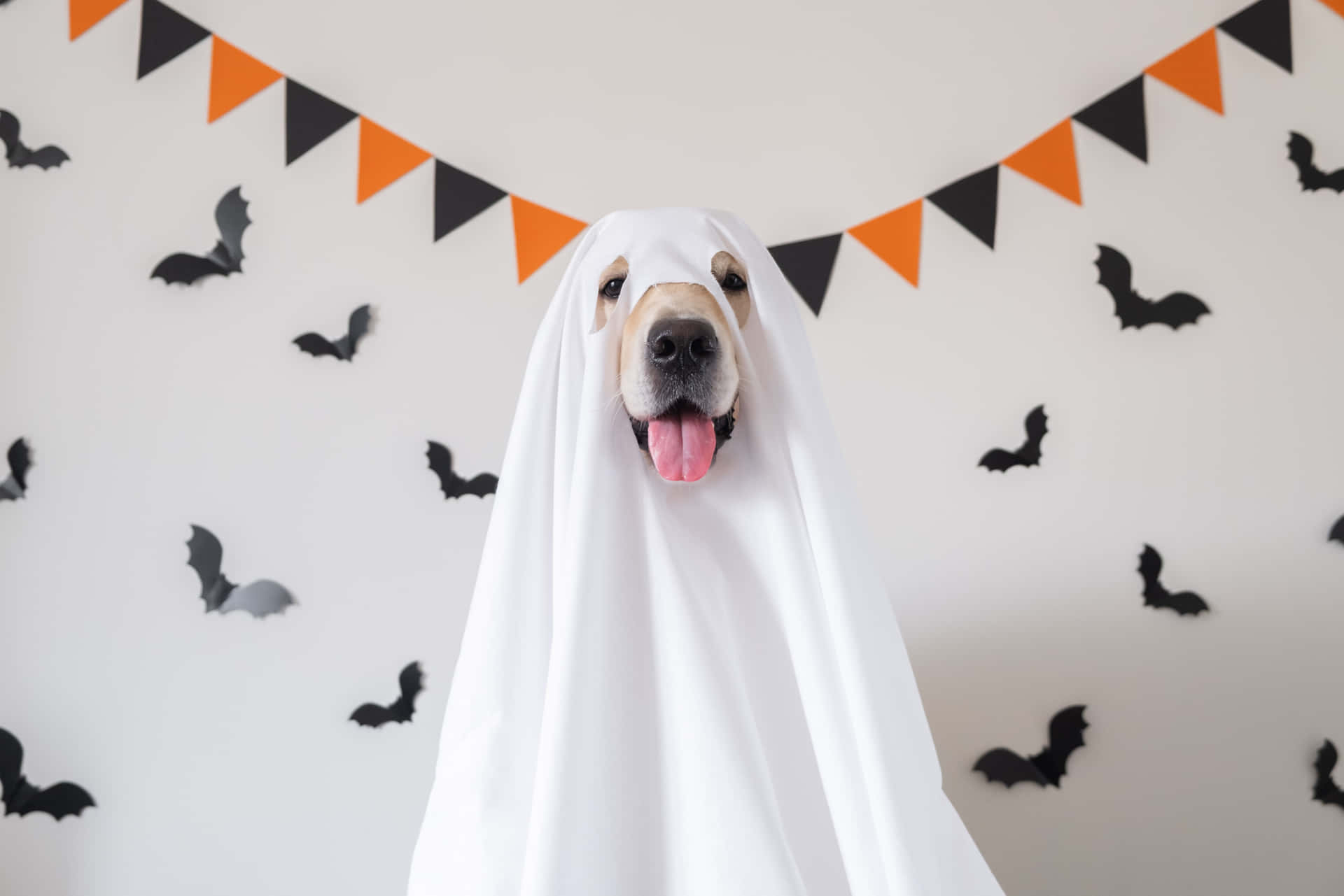 Halloween Dog Ghost Costume Wallpaper