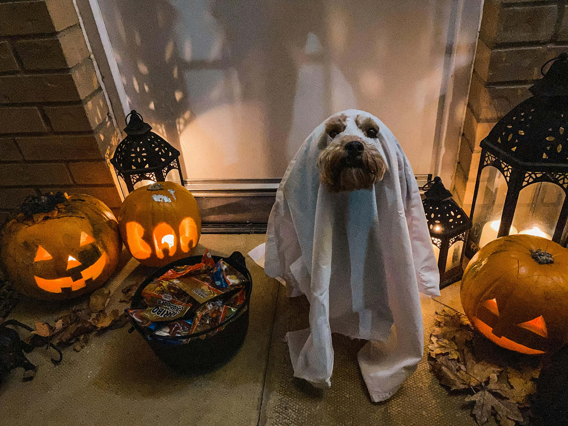 Halloween Dog Ghost Costume Pumpkins Wallpaper