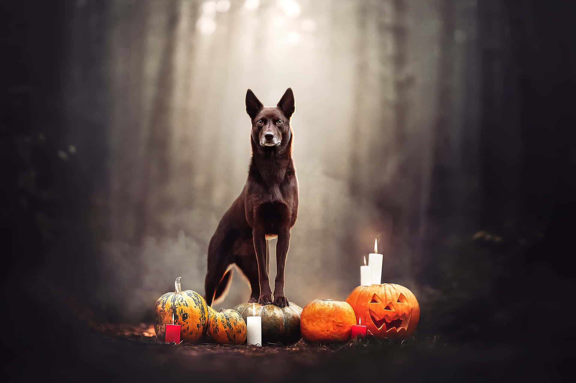 Halloween Dog Guardianof Pumpkins.jpg Wallpaper
