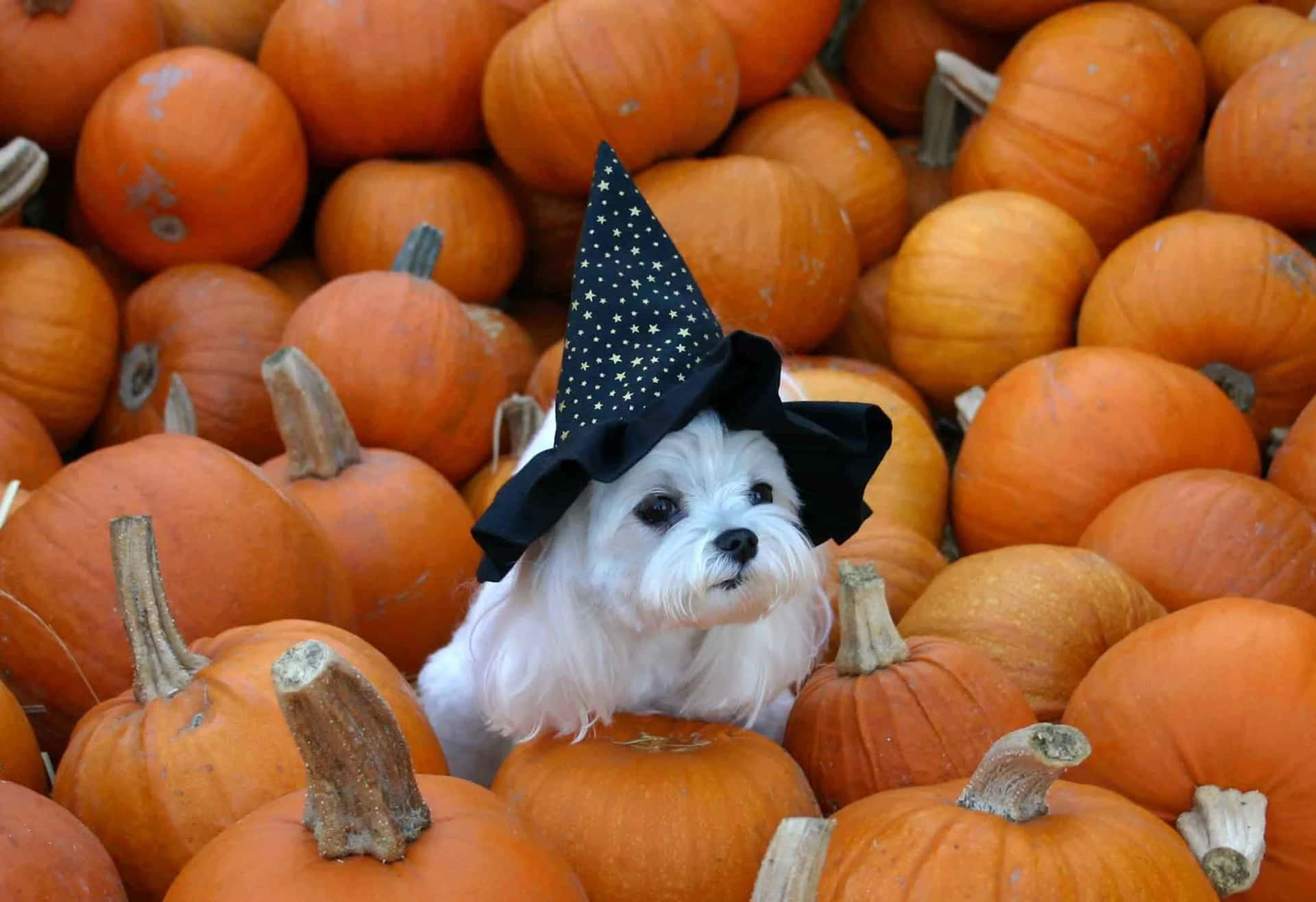 Halloween Dog Witch Costume Pumpkins.jpg Wallpaper