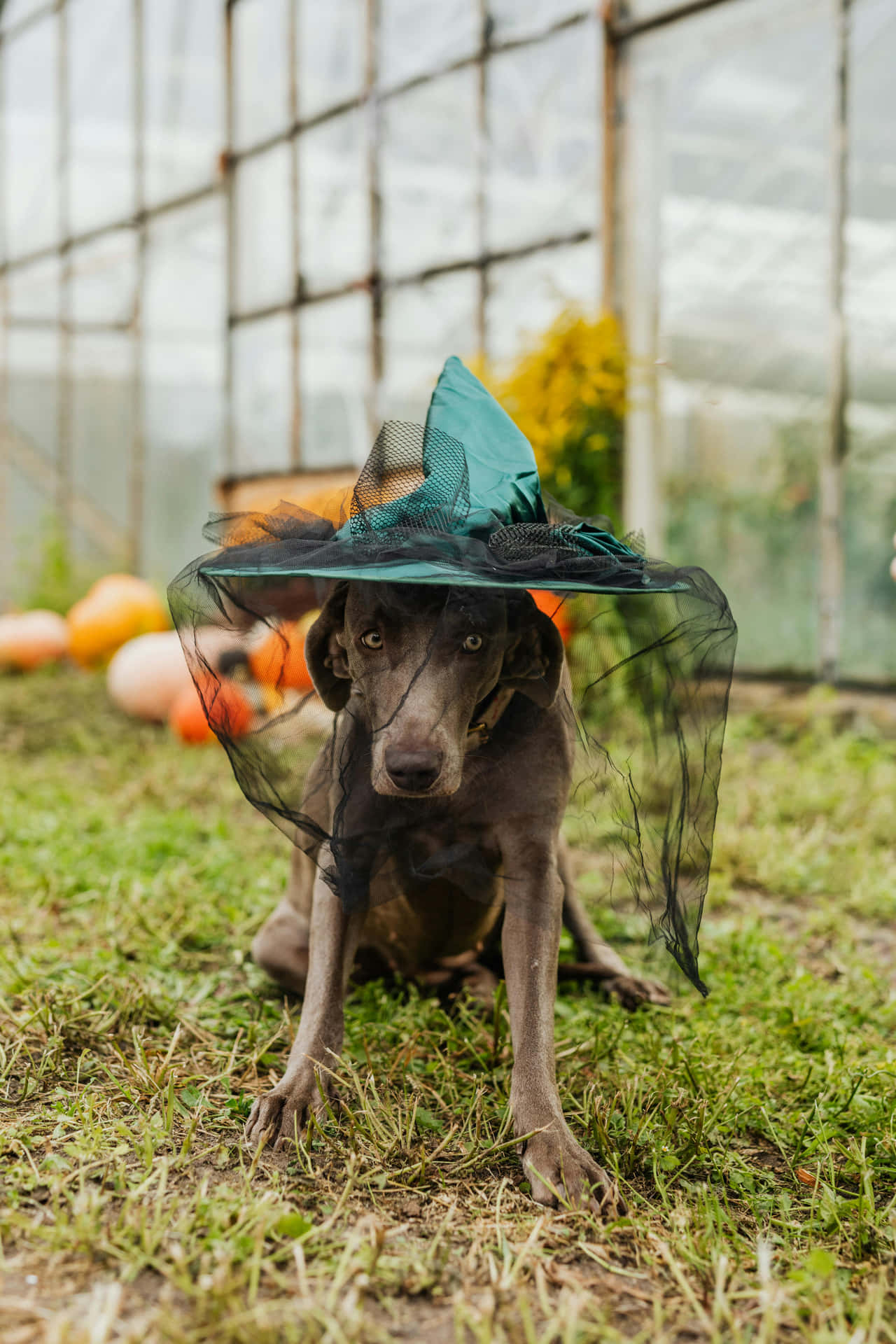 Halloween Dog Witch Hat Greenhouse Pumpkins.jpg Wallpaper