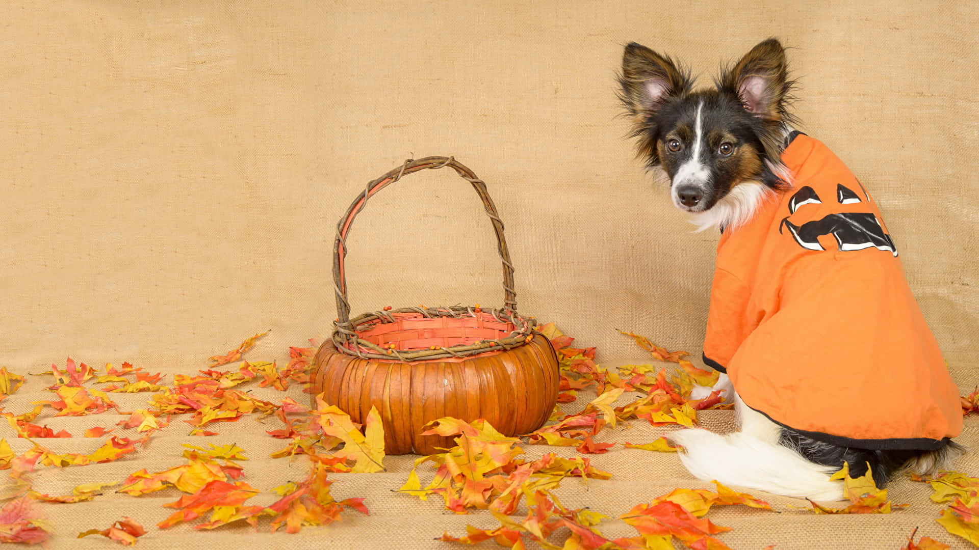 Halloween Hond Met Pompoen Mand Achtergrond