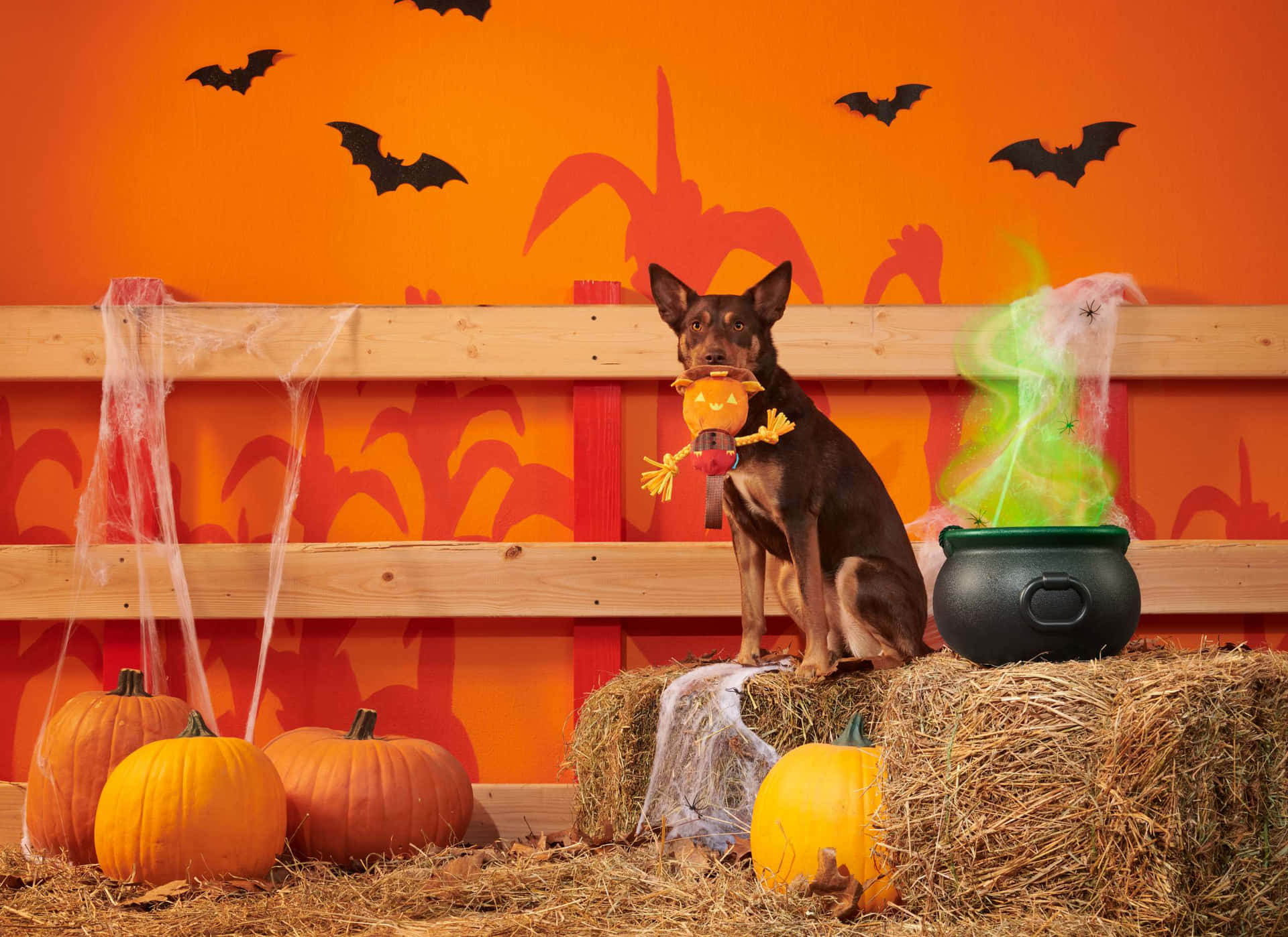 Halloween Hond Met Pompoen En Ketel Achtergrond