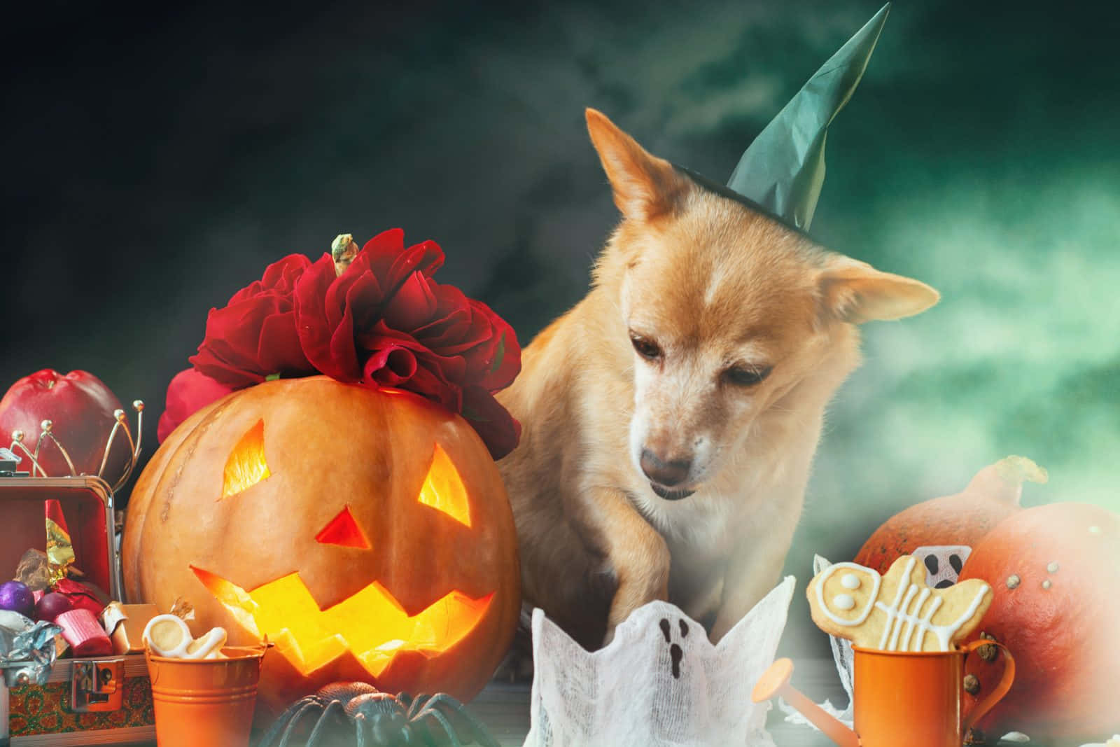 Halloween Dog With Pumpkinand Decorations Wallpaper