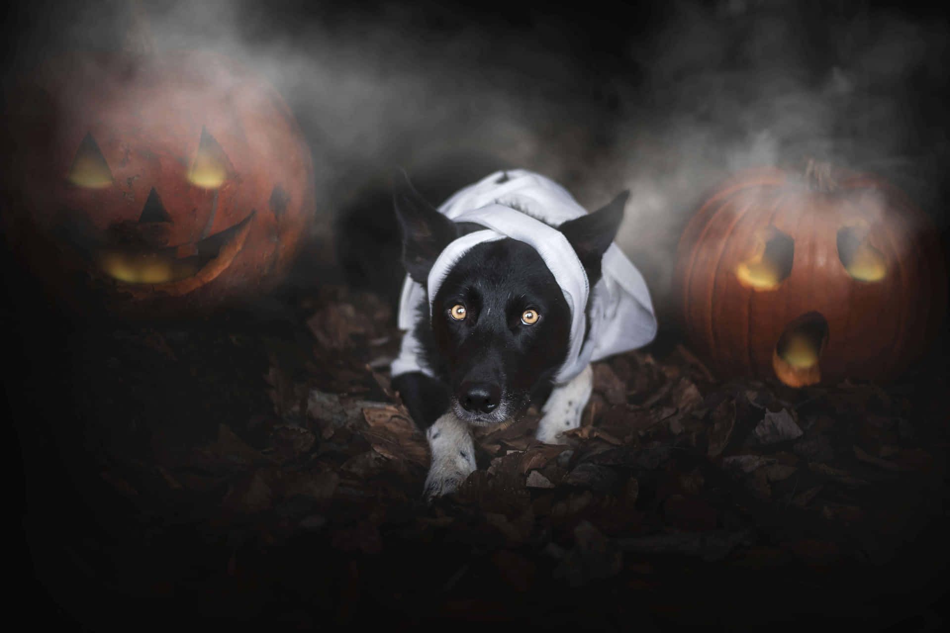Halloween Dog With Pumpkins Wallpaper