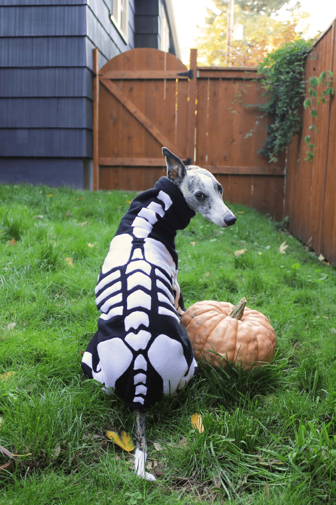 Halloween Dogin Skeleton Costume Wallpaper