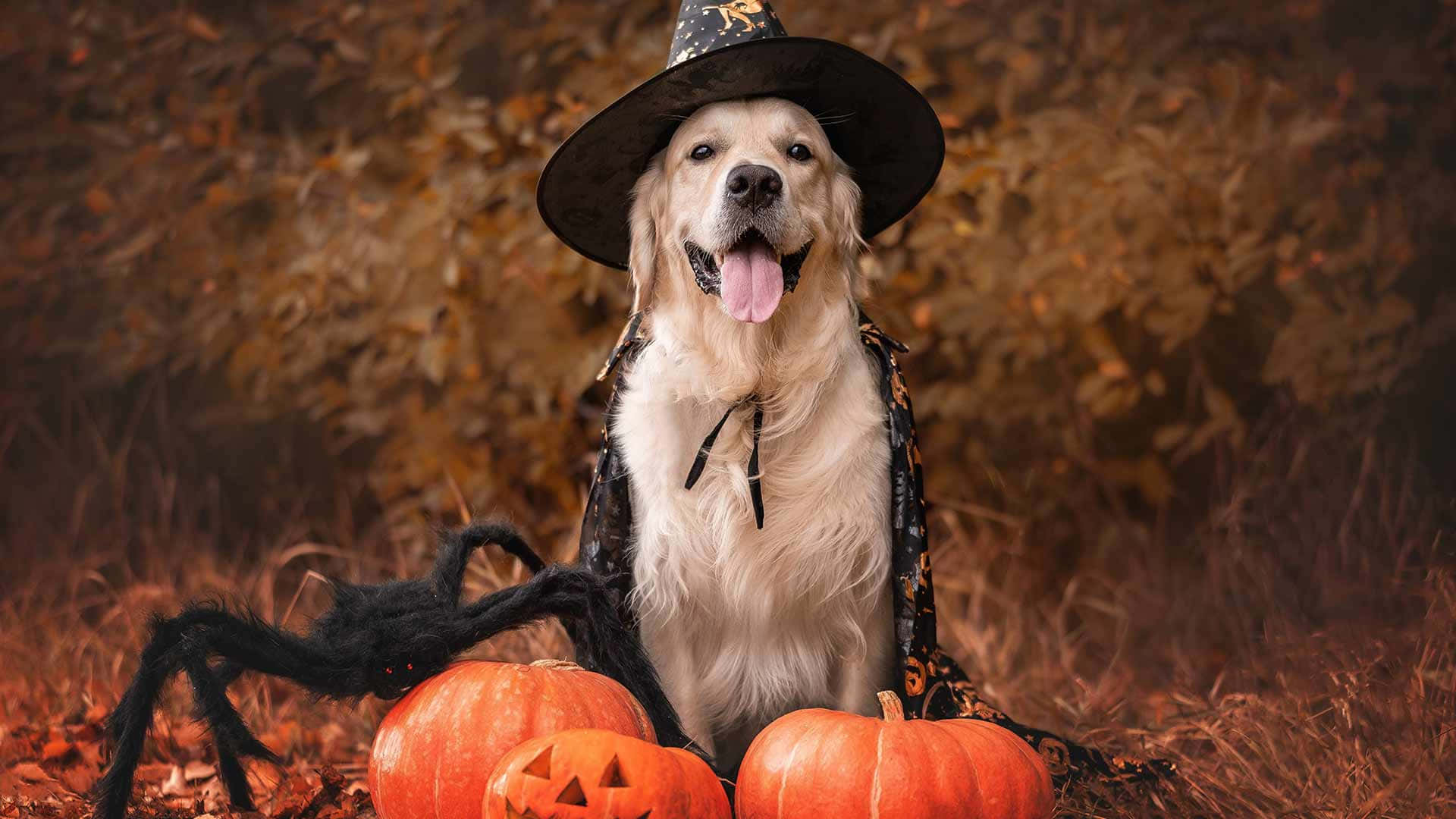 Halloween Dogin Witch Hatwith Pumpkins Wallpaper