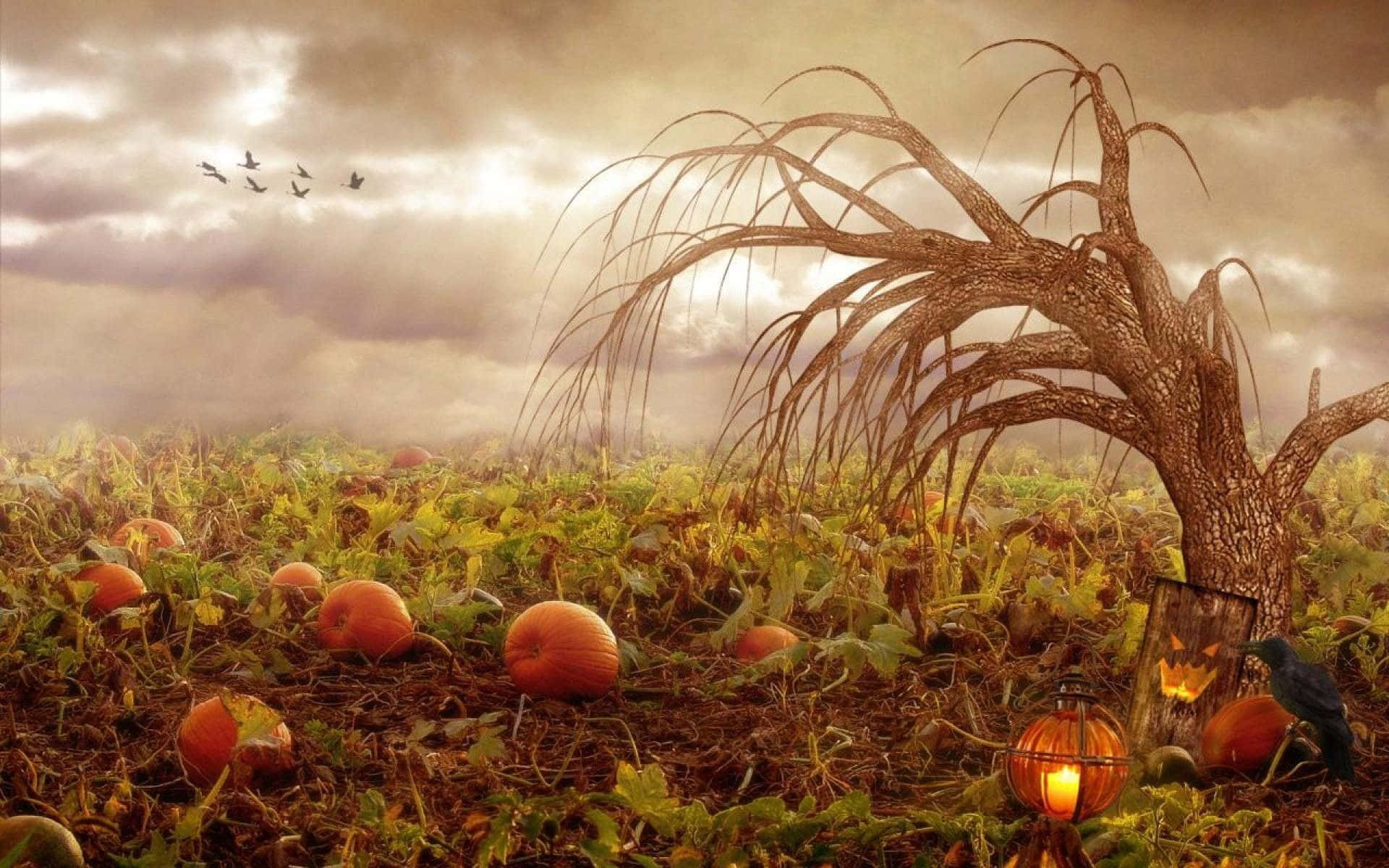 Halloween Fall Spooky Pumpkin Farm Picture