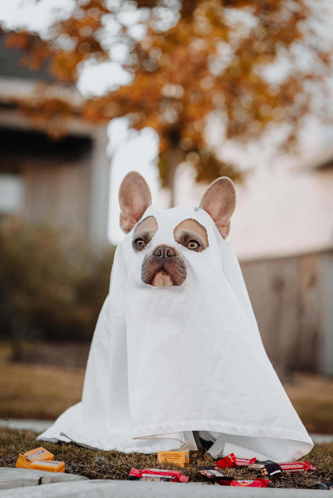 Halloween Ghost Dog Costume.jpg Wallpaper