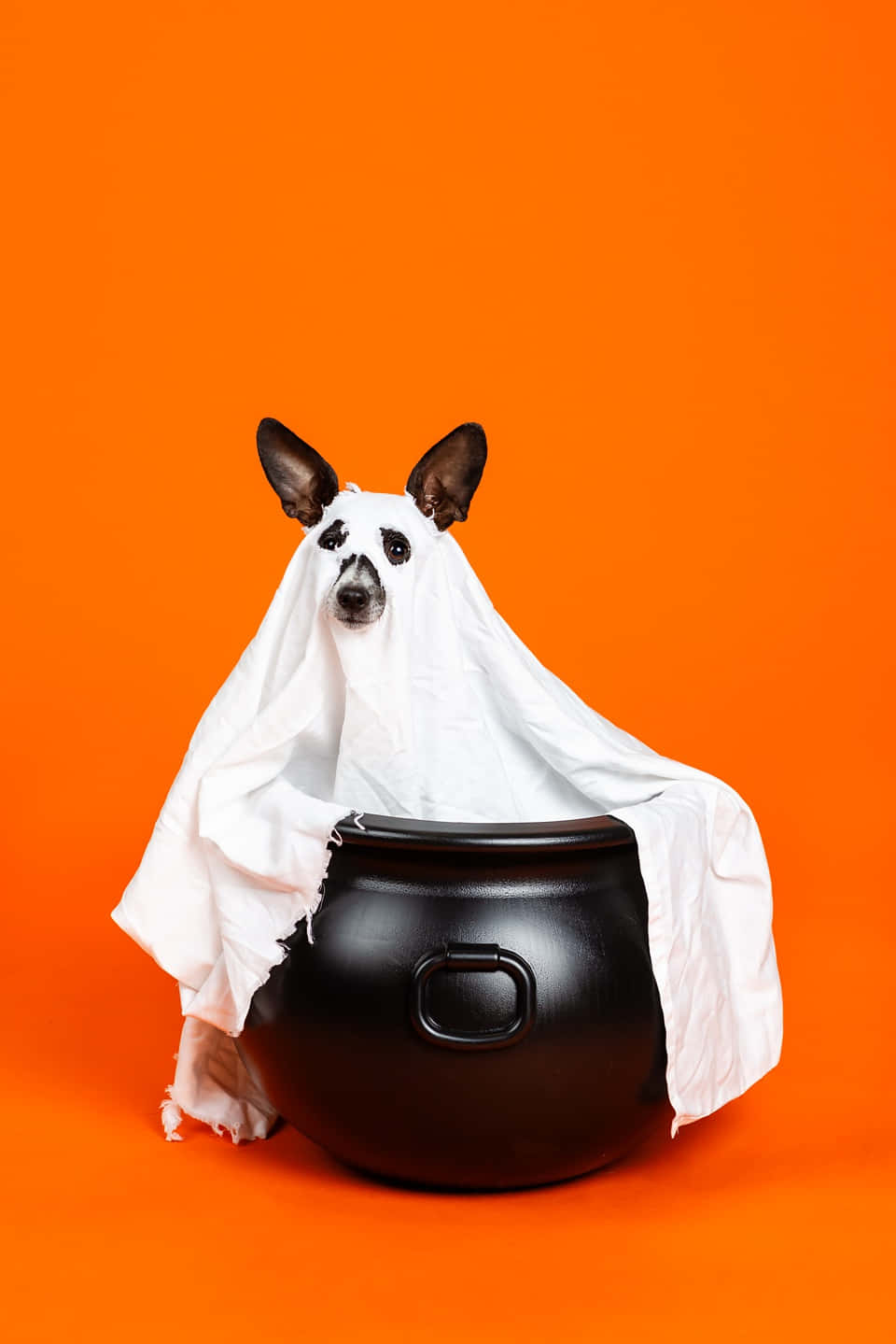 Halloween Ghost Dog With Cauldron.jpg Wallpaper