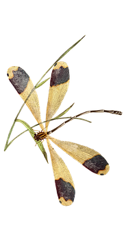 Halloween Pennant Dragonfly Illustration PNG