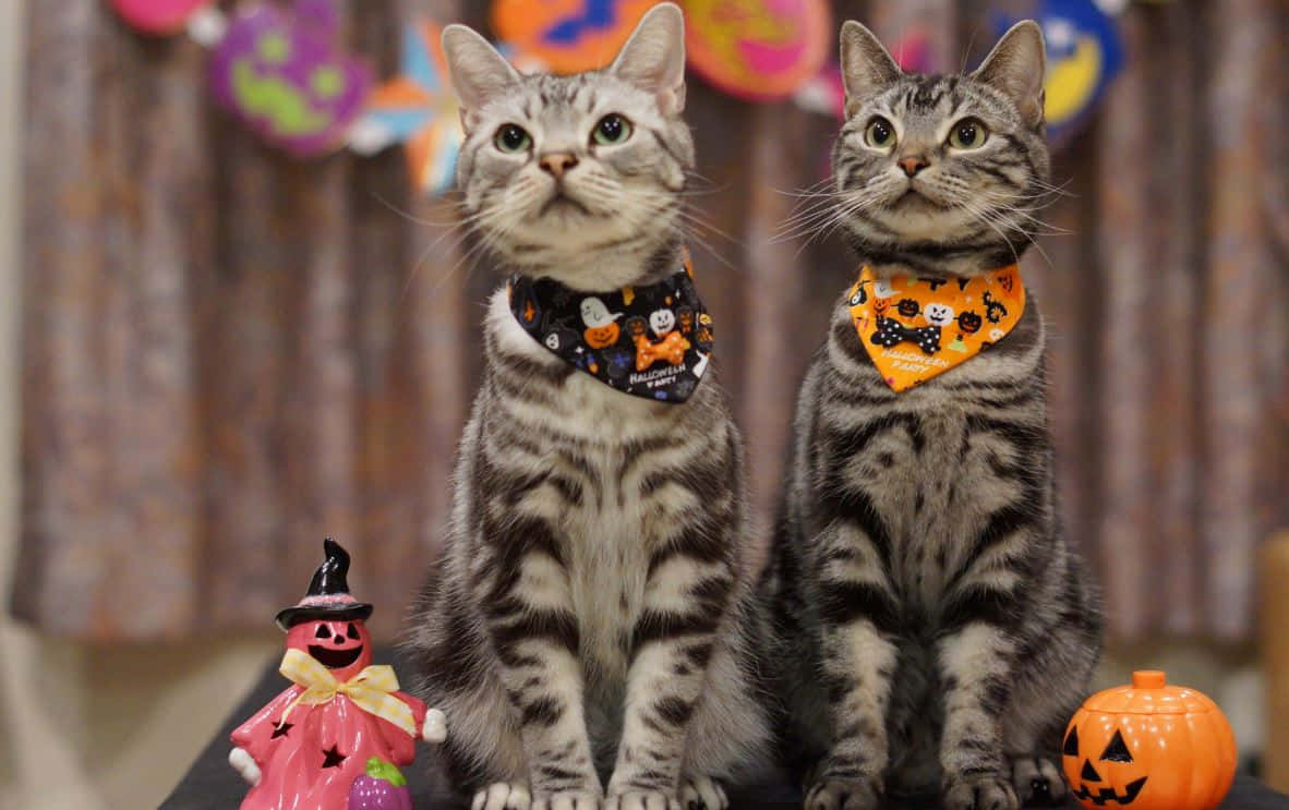 Give your pets a spooktacular Halloween with these awesome costumes! Wallpaper