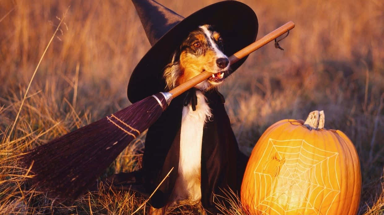 Have a Bat-Tastic Halloween with Dress-up Fun for Your Furry Friend! Wallpaper