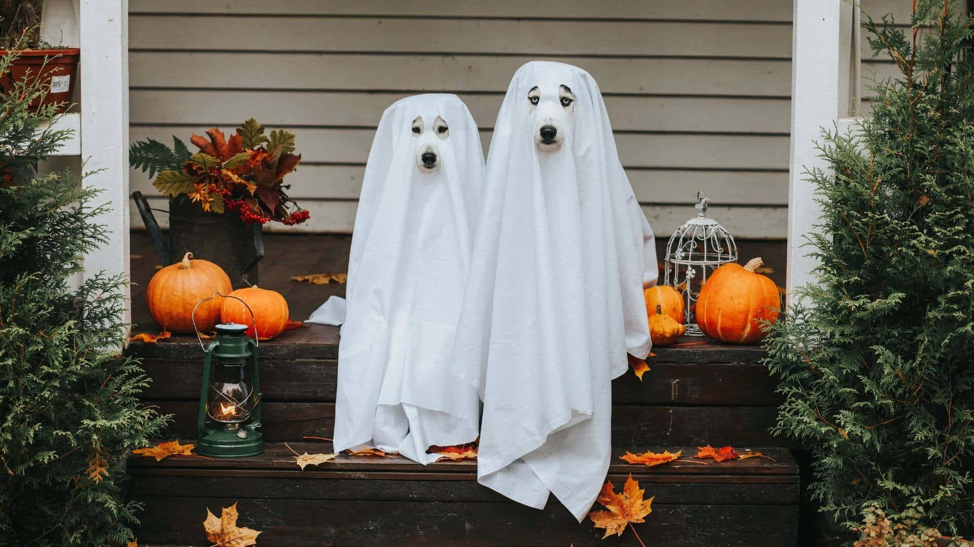 Pona Tu Mascota En El Espíritu De Halloween Con Estos Disfraces Espeluznantes Pero Adorables. Fondo de pantalla