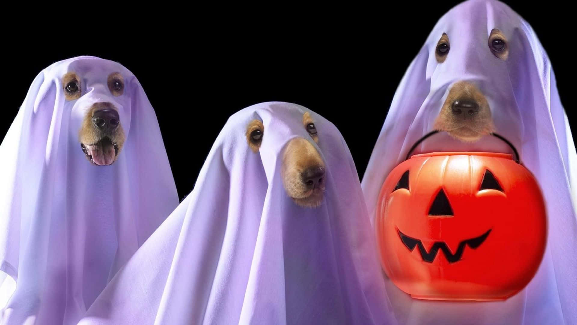 ¡manténa Tu Mascota Festiva En Halloween Con Un Disfraz Único! Fondo de pantalla