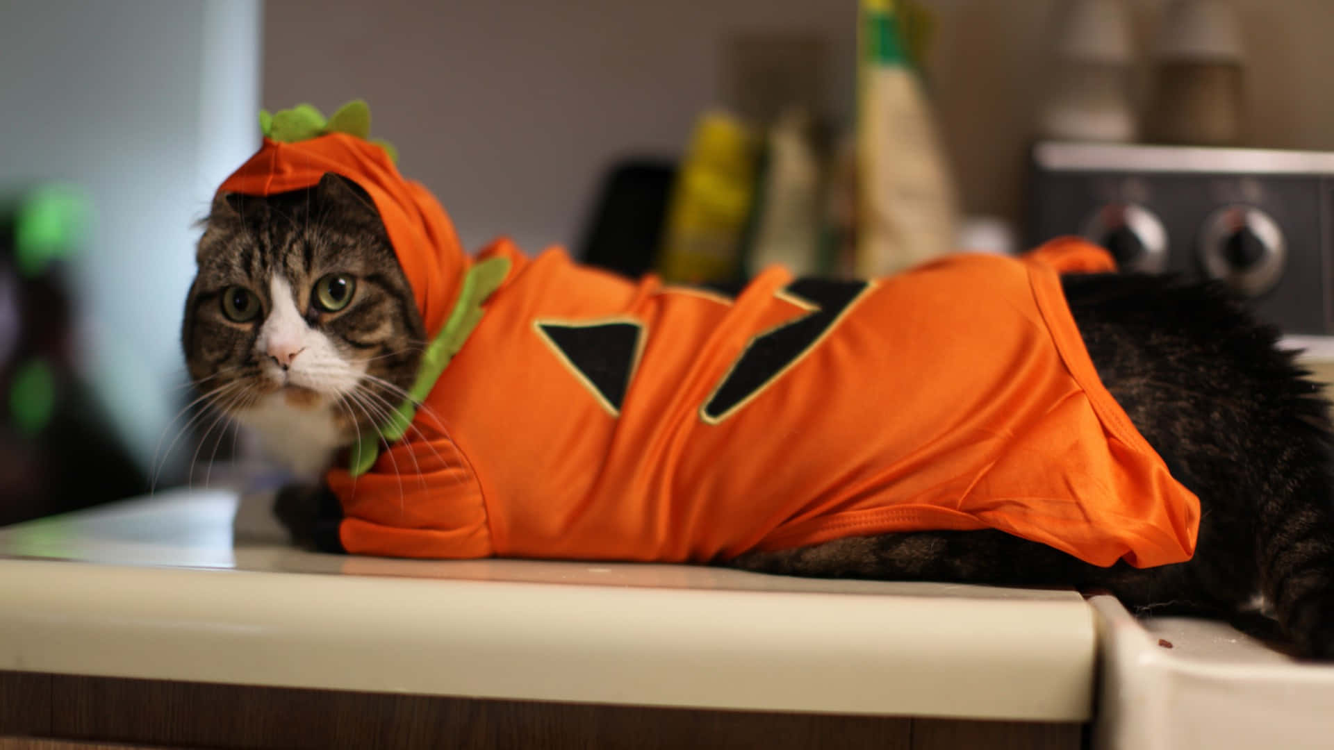 ¡exploralas Posibilidades Festivas De Halloween Con Estos Adorables Disfraces Para Mascotas! Fondo de pantalla