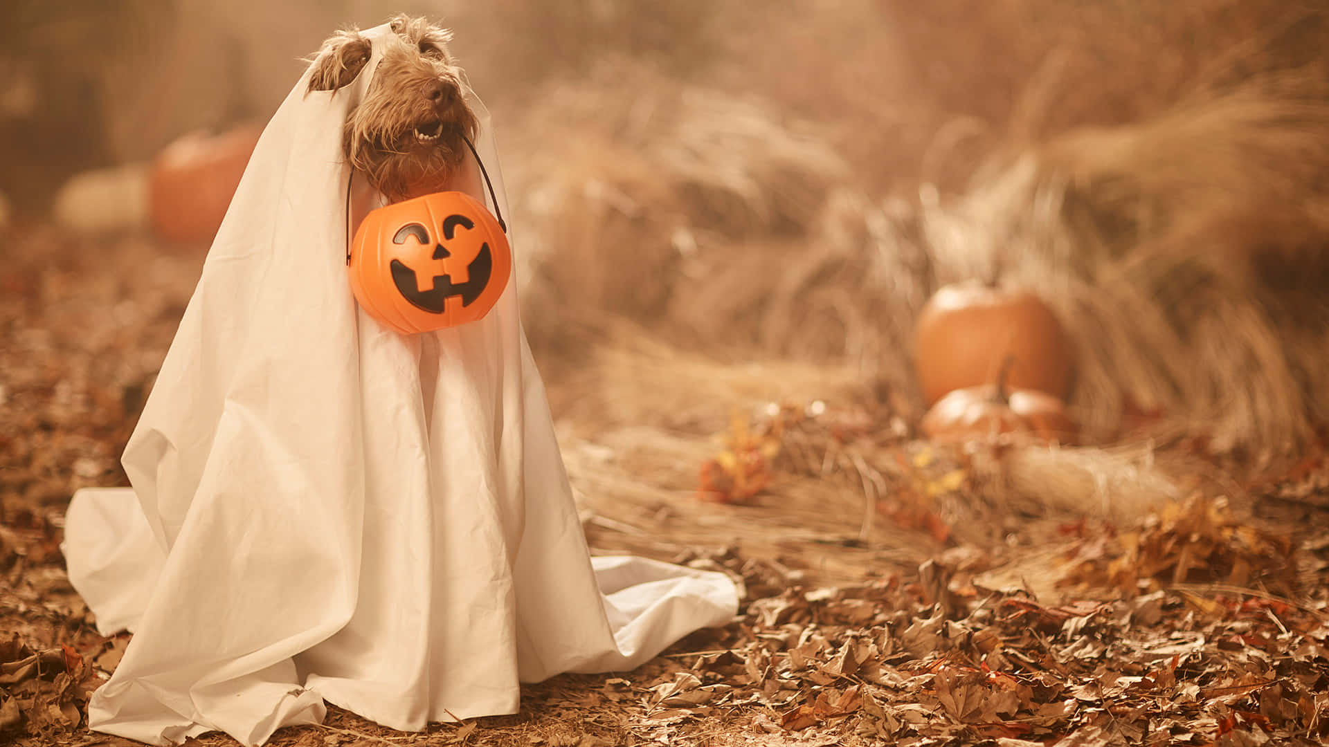 ¡hazque Tu Amigo Peludo Sea Parte De La Diversión Este Halloween Con Estos Creativos Disfraces Para Mascotas! Fondo de pantalla