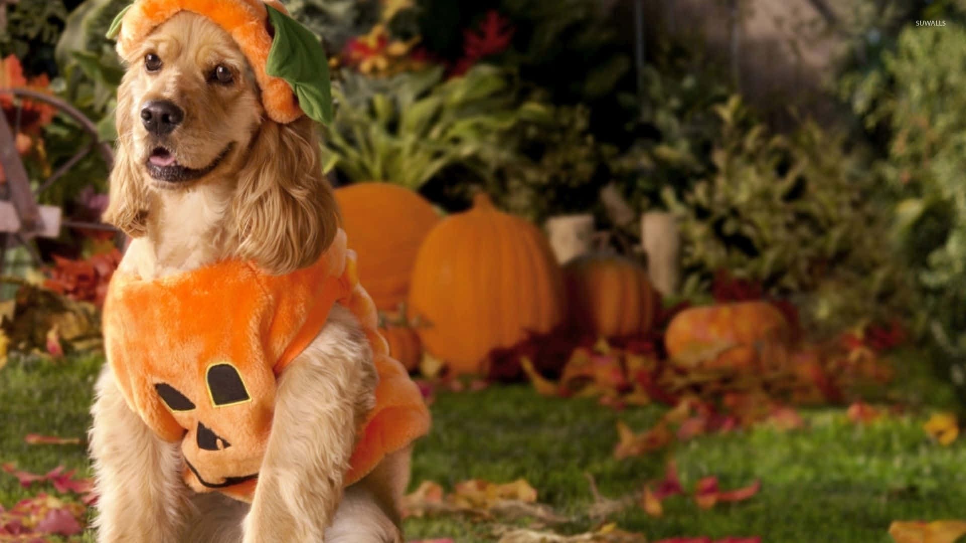 Get creative this Halloween with your pet and dress them up in unique costumes! Wallpaper