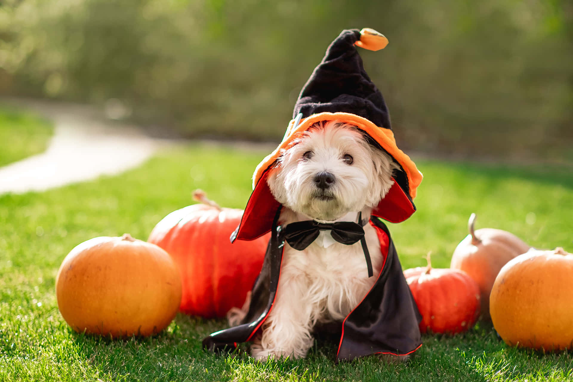 ¡vistea Tu Adorable Miembro Peludo De La Familia Con Un Lindo Y Espeluznante Disfraz De Halloween Para Mascotas! Fondo de pantalla