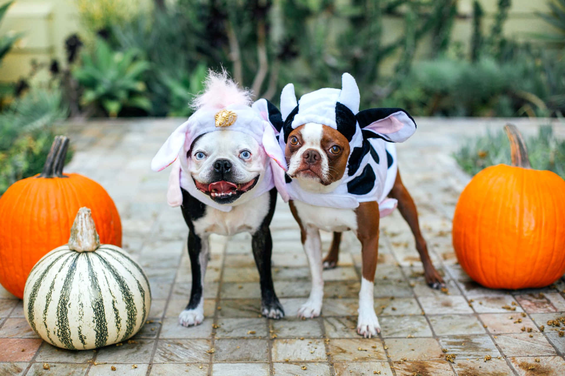 ¡contagiaa Toda La Familia Con El Espíritu De Halloween Con Disfraces A Juego Para Tus Mascotas! Fondo de pantalla