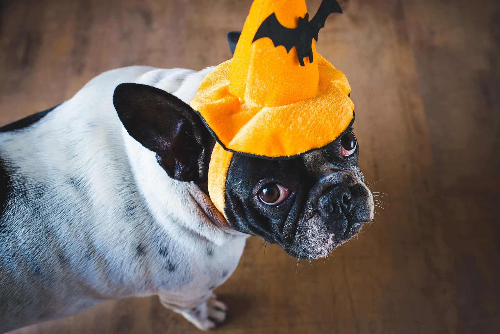 Vistea Tu Mascota Con Un Espeluznante Disfraz En Este Halloween Fondo de pantalla