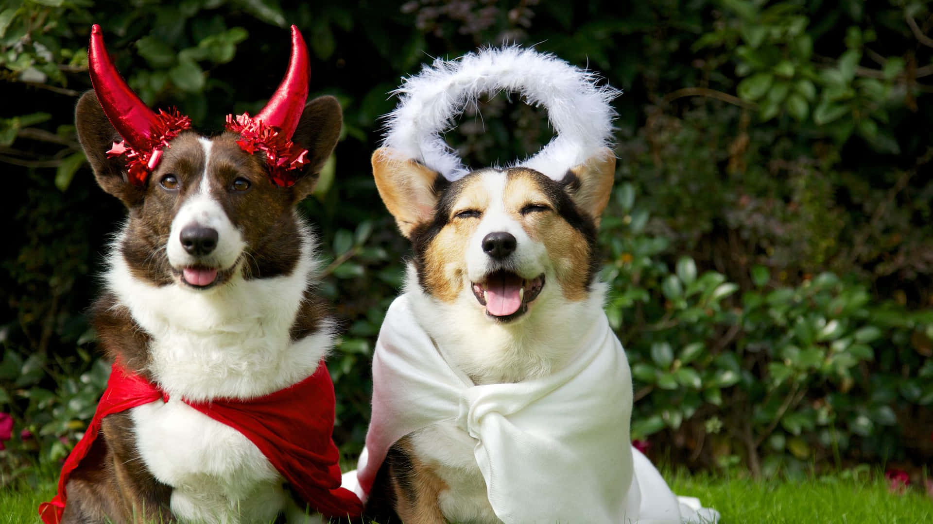 Dress Your Pet Up for Halloween in Stylish Costumes! Wallpaper