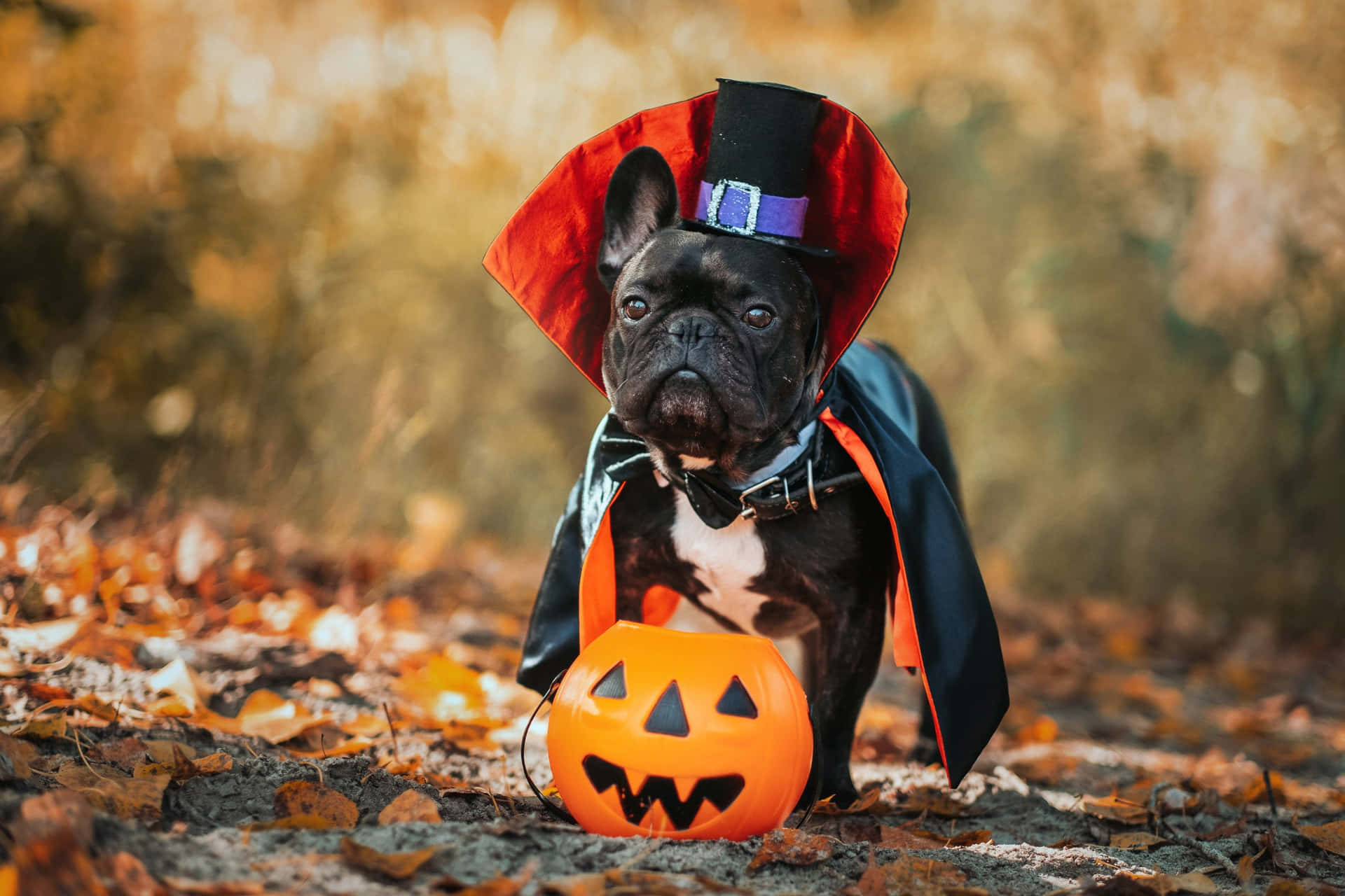 Dress Up Your Furry Friend - Get Your Pet in the Spirit of Halloween with a Costume Wallpaper