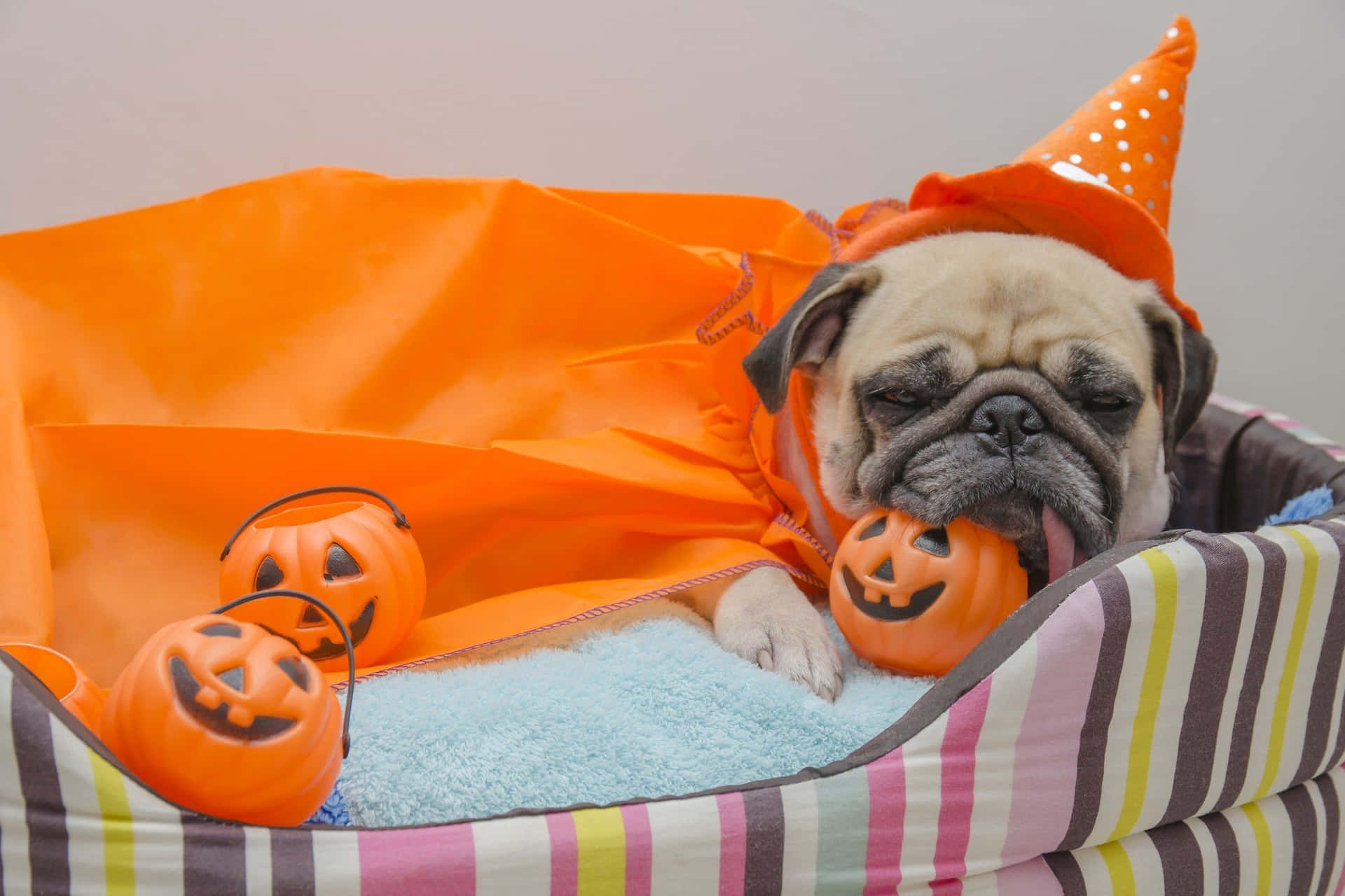 Get Your Pet spooky-ready! Halloween Pet Costumes just in time. Wallpaper