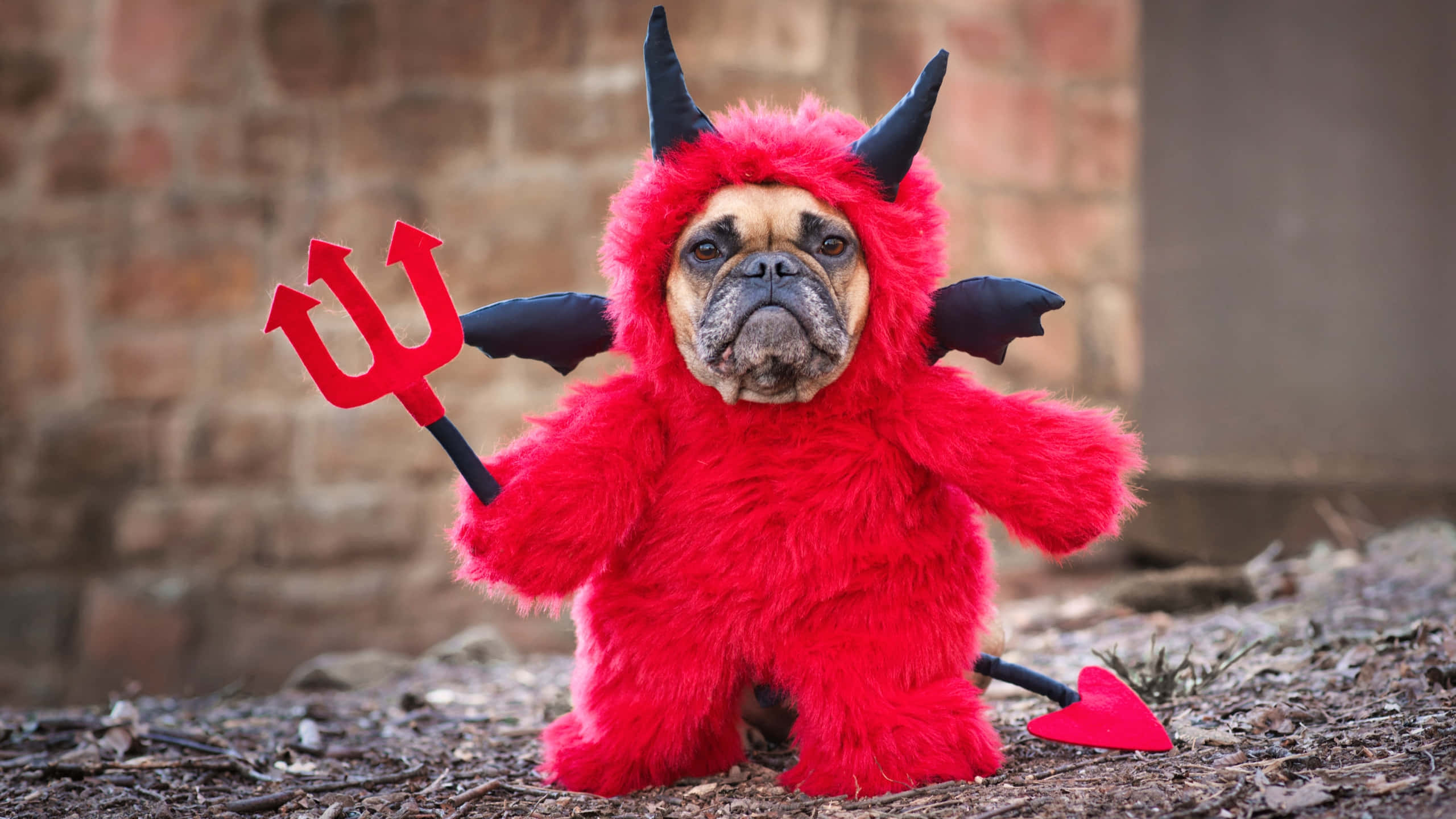 Get into the spooky spirit this Halloween season with these adorable pet costumes! Wallpaper