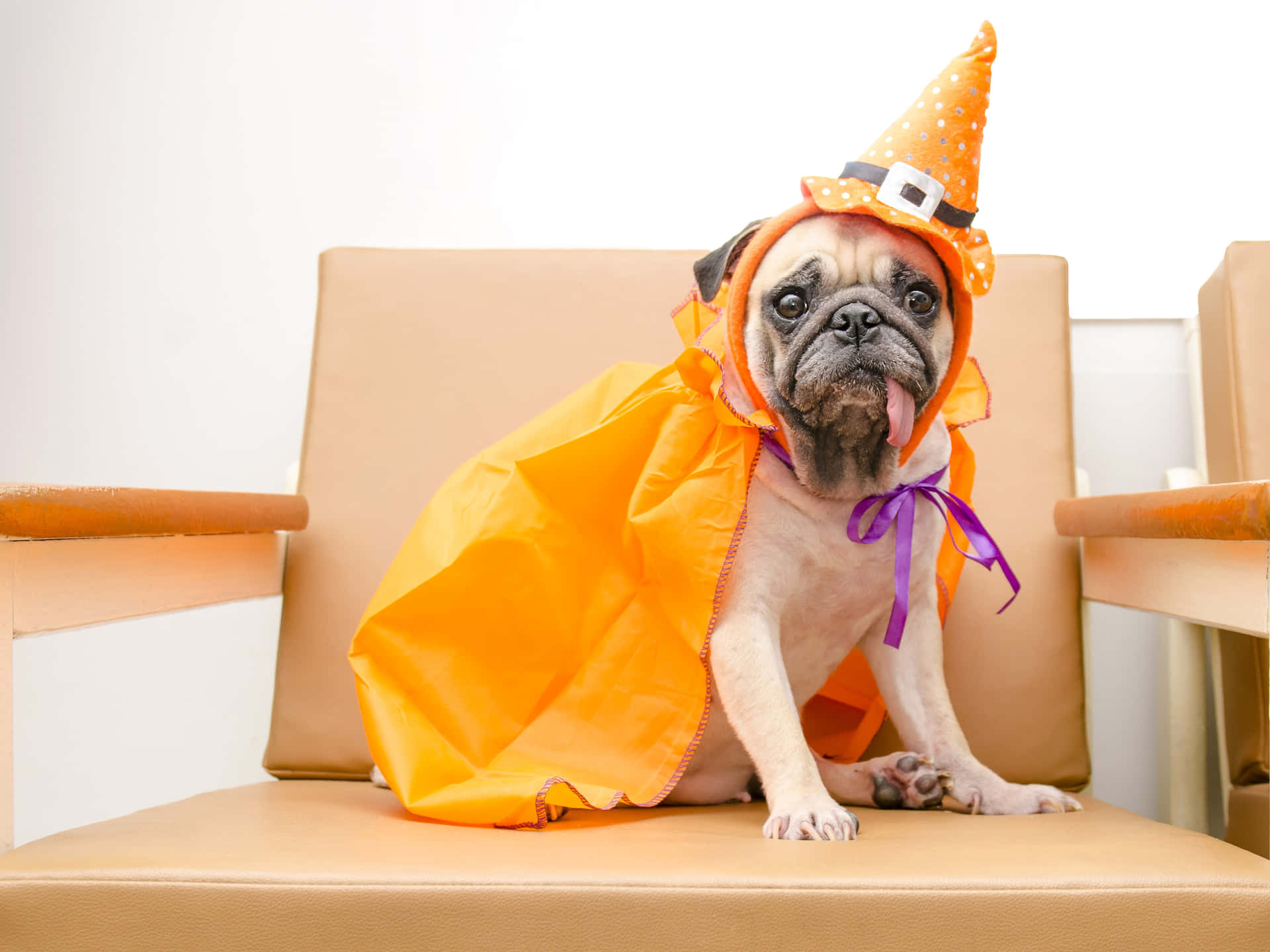 Image  Pets dressed in their best Halloween costumes Wallpaper