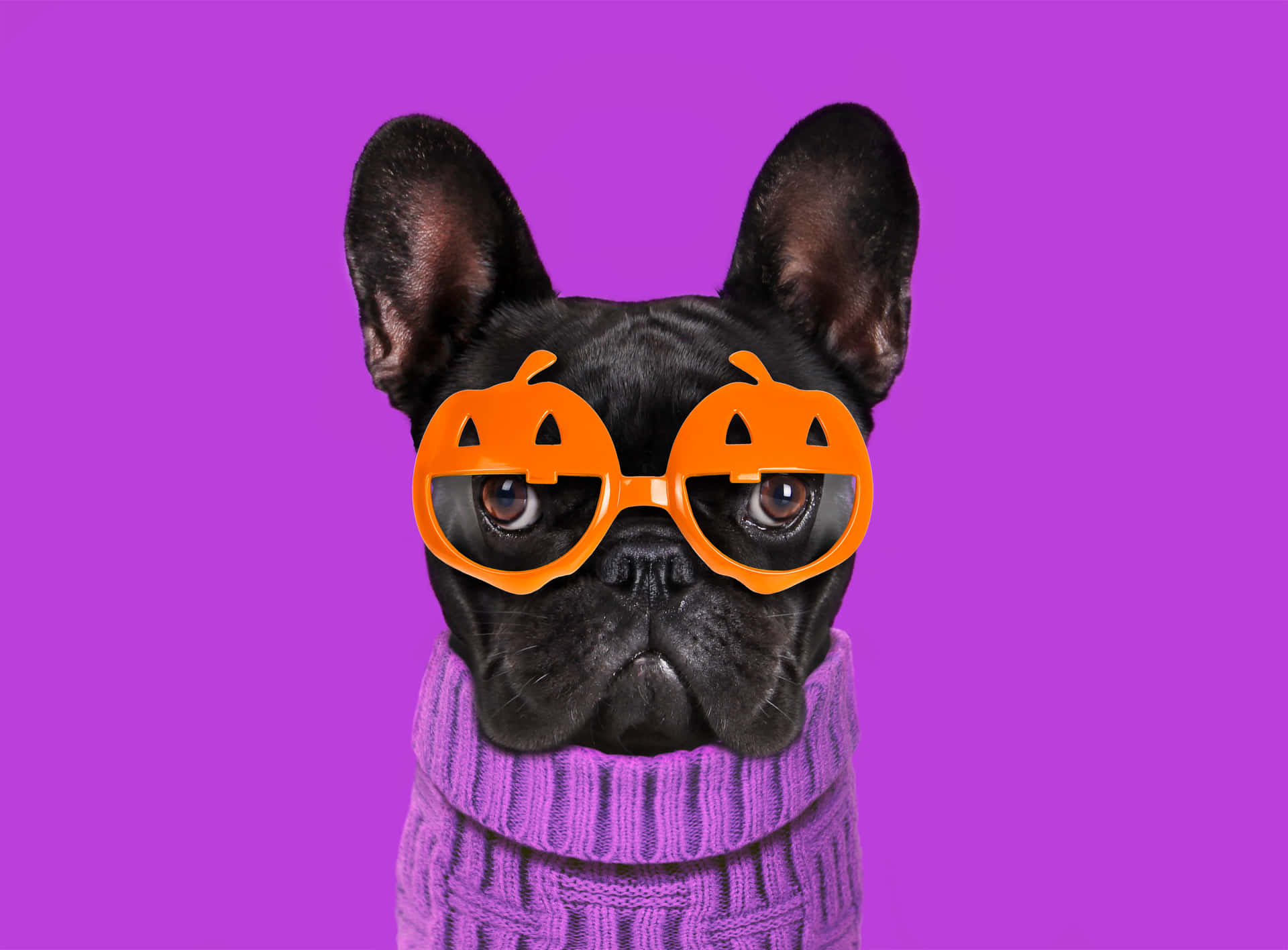 "Your beloved pet looks spook-tacular in a Halloween costume!" Wallpaper