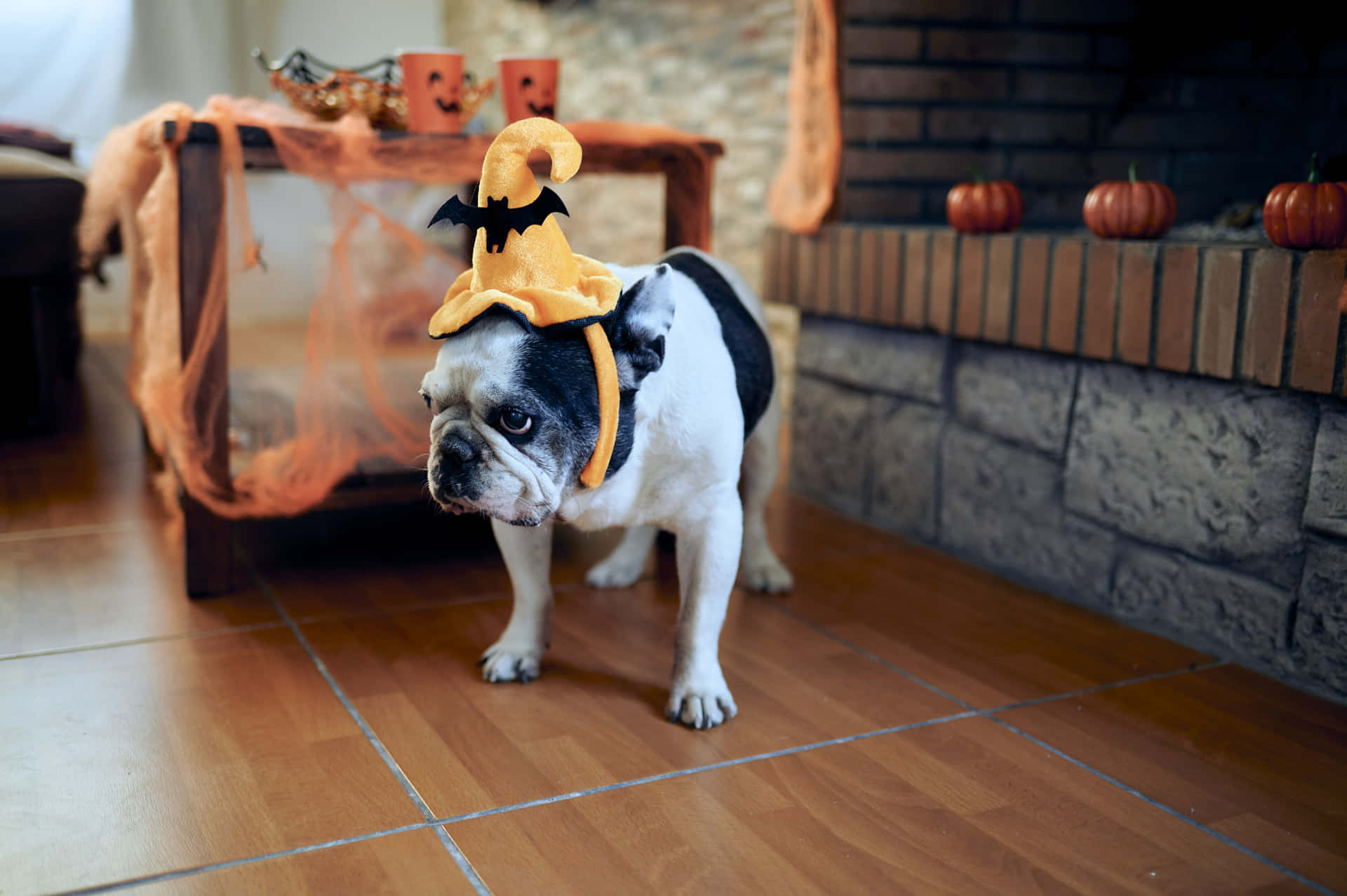 Hazque Halloween Sea Aún Más Especial Con Disfraces Festivos Para Mascotas. Fondo de pantalla
