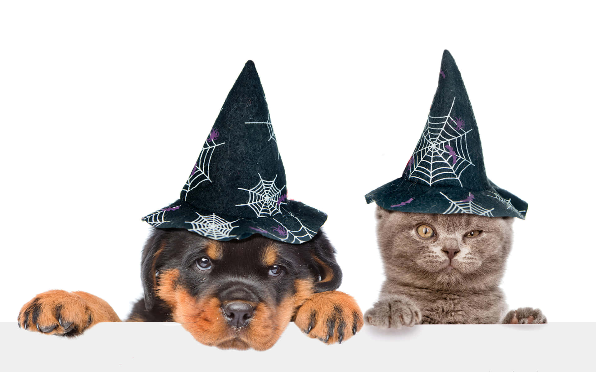 Halloween Pet Friends Witch Hats Wallpaper