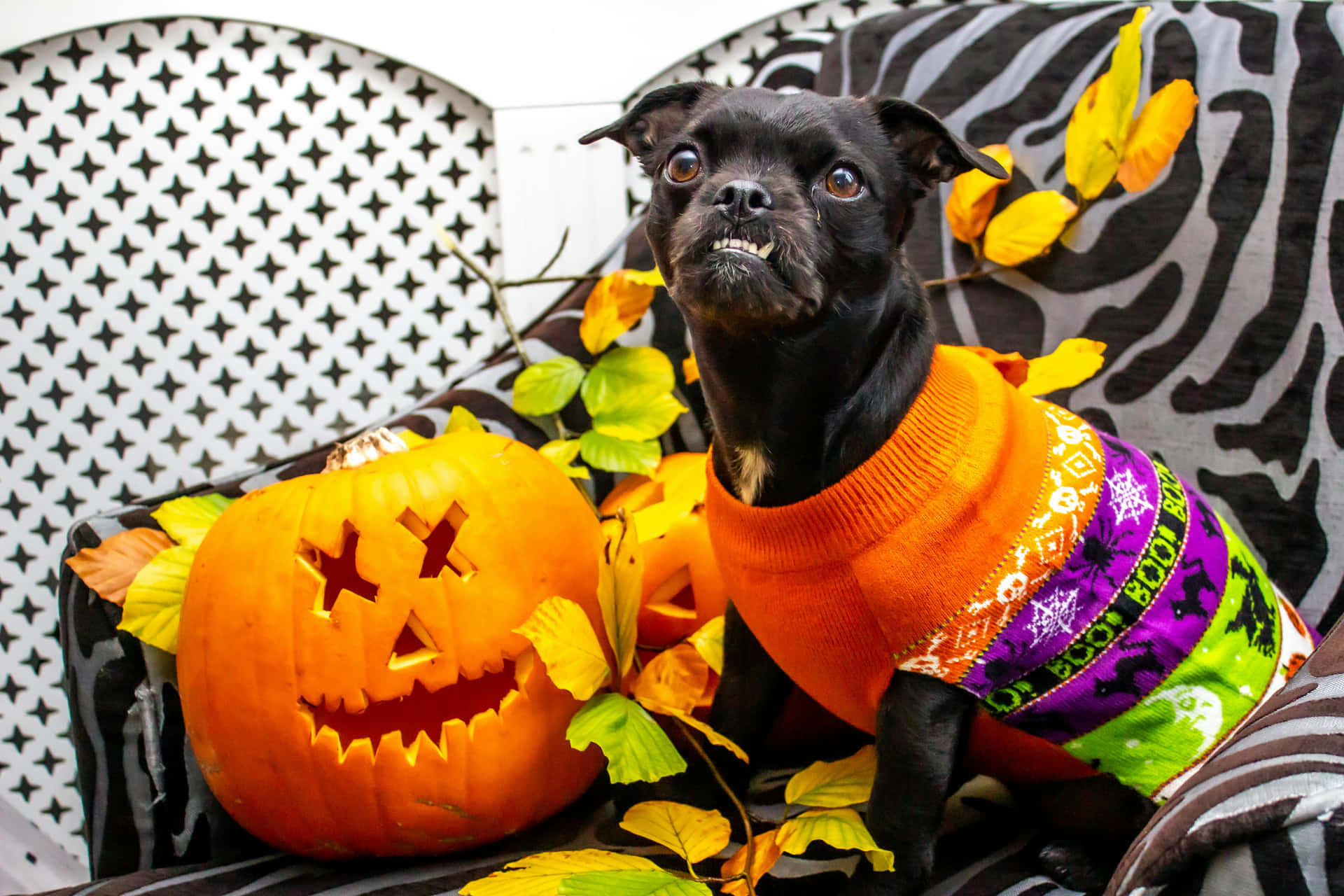 Halloween Pumpkin Dog Costume Wallpaper