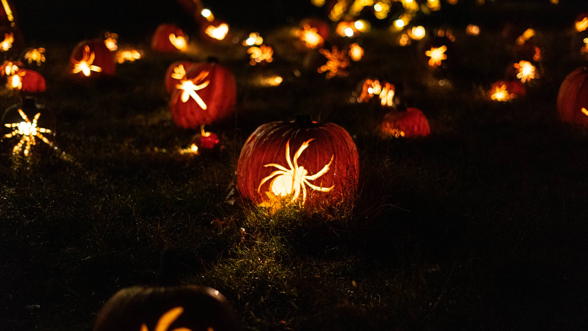 Halloween Pumpkin Lantern Spiders Background