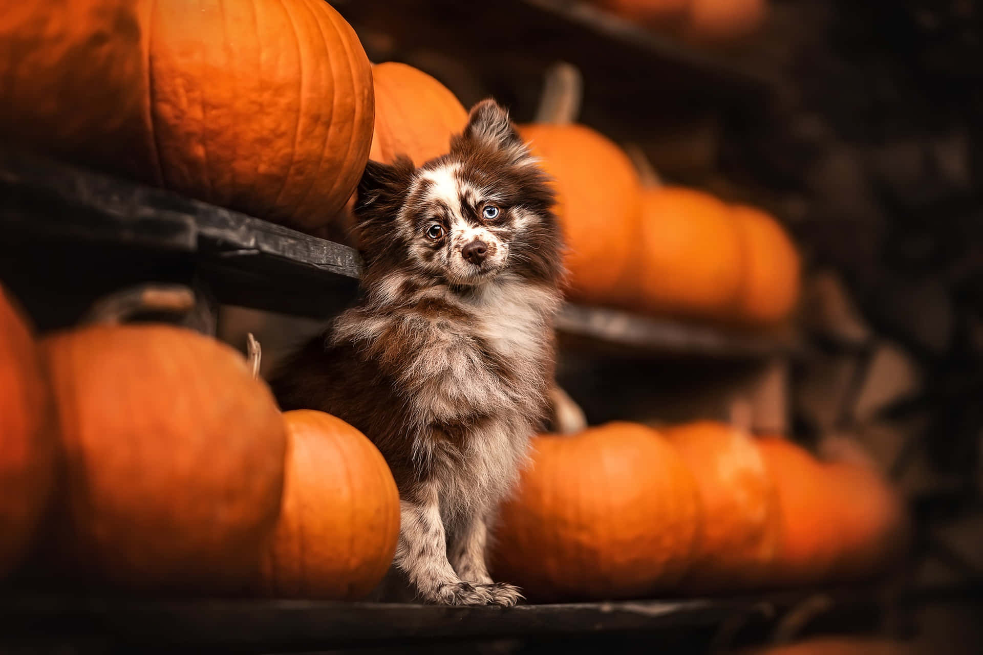 Halloween Pumpkin Patch Dog Wallpaper