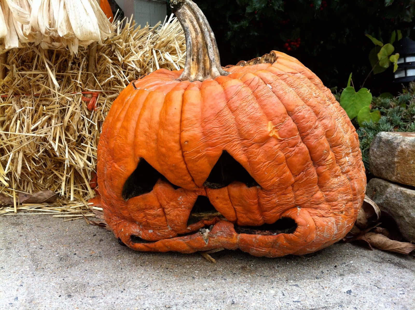 Halloween Pumpkin Sad Wilted Picture