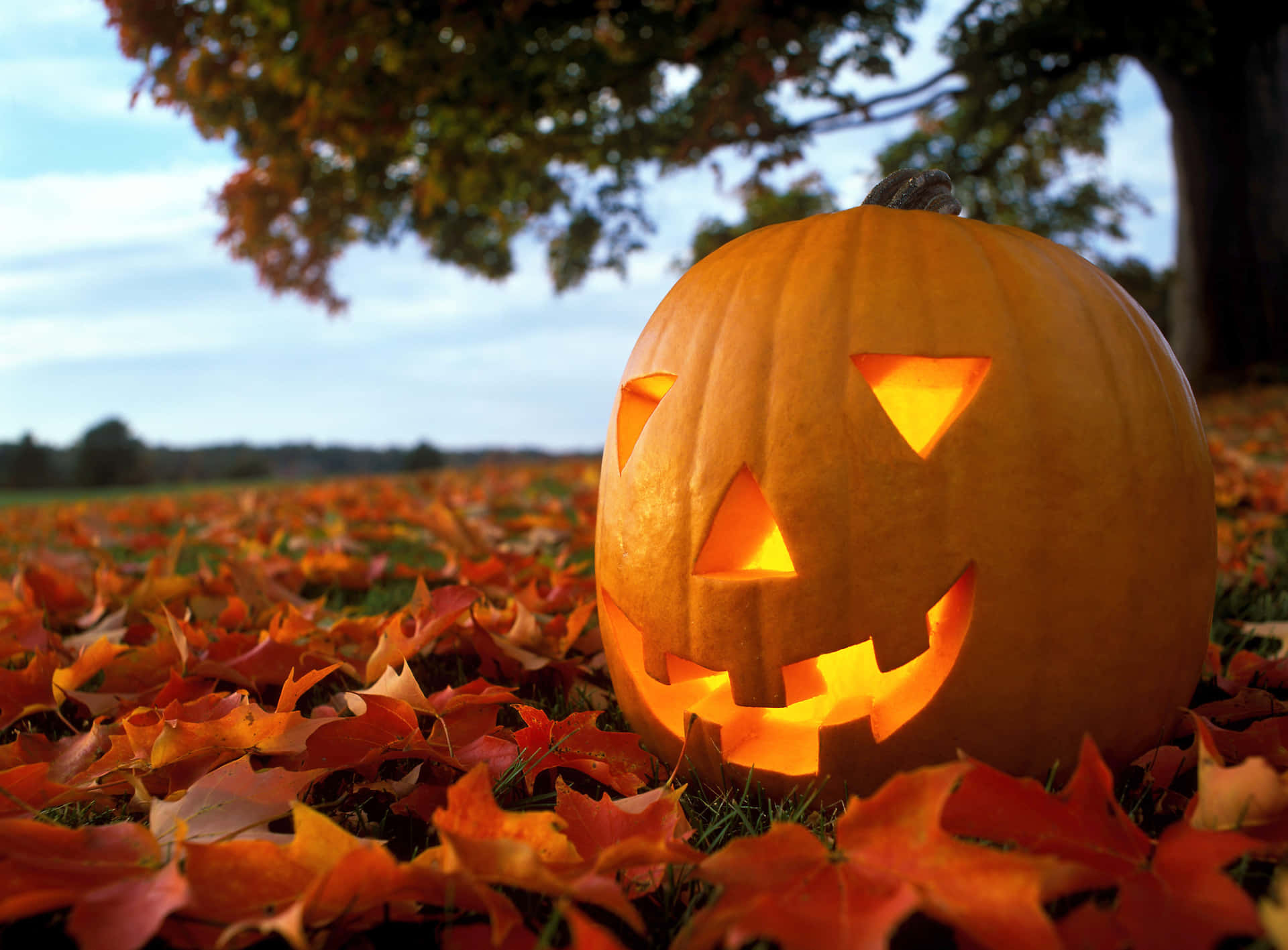 Halloweenkürbis Herbstlaub Bild
