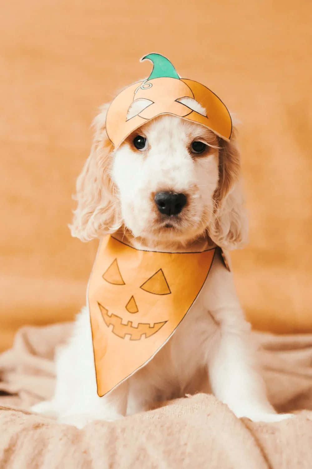 Halloween_ Puppy_in_ Pumpkin_ Costume Wallpaper