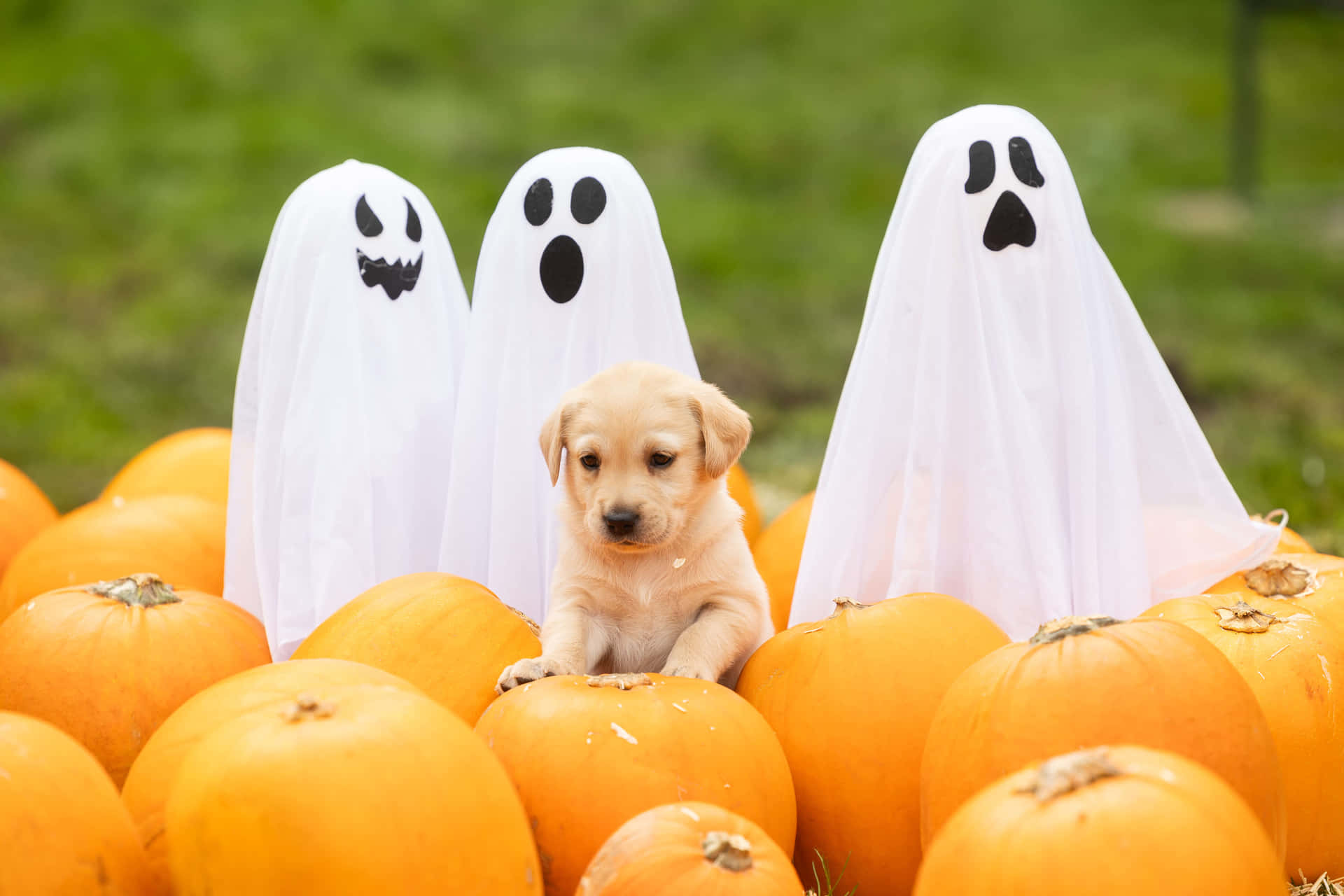 Halloween Puppy With Ghost Figures And Pumpkins Wallpaper