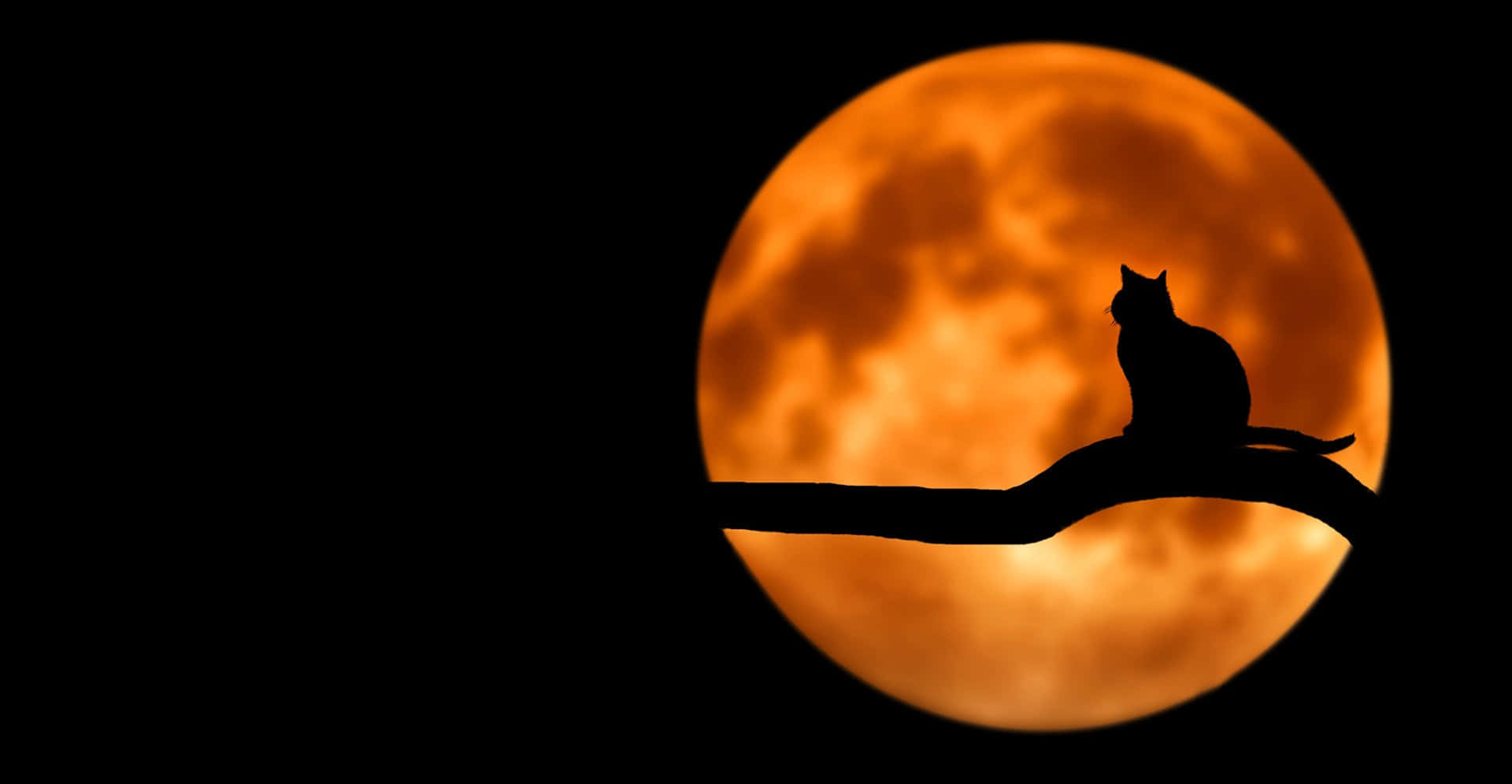 Halloween Teams Background Moon Cat