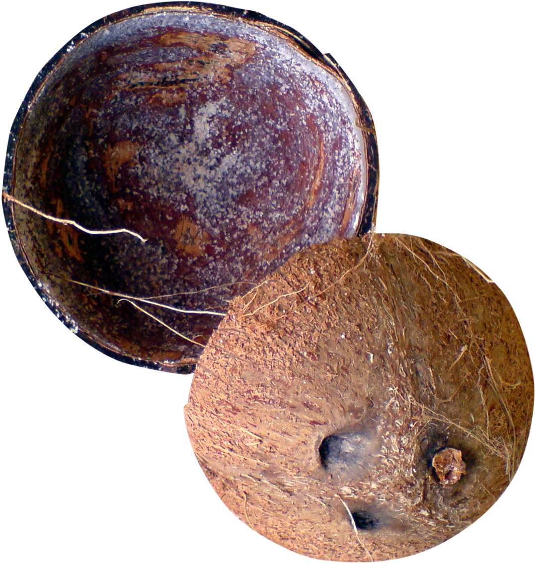 Halved Coconut Shell Texture PNG