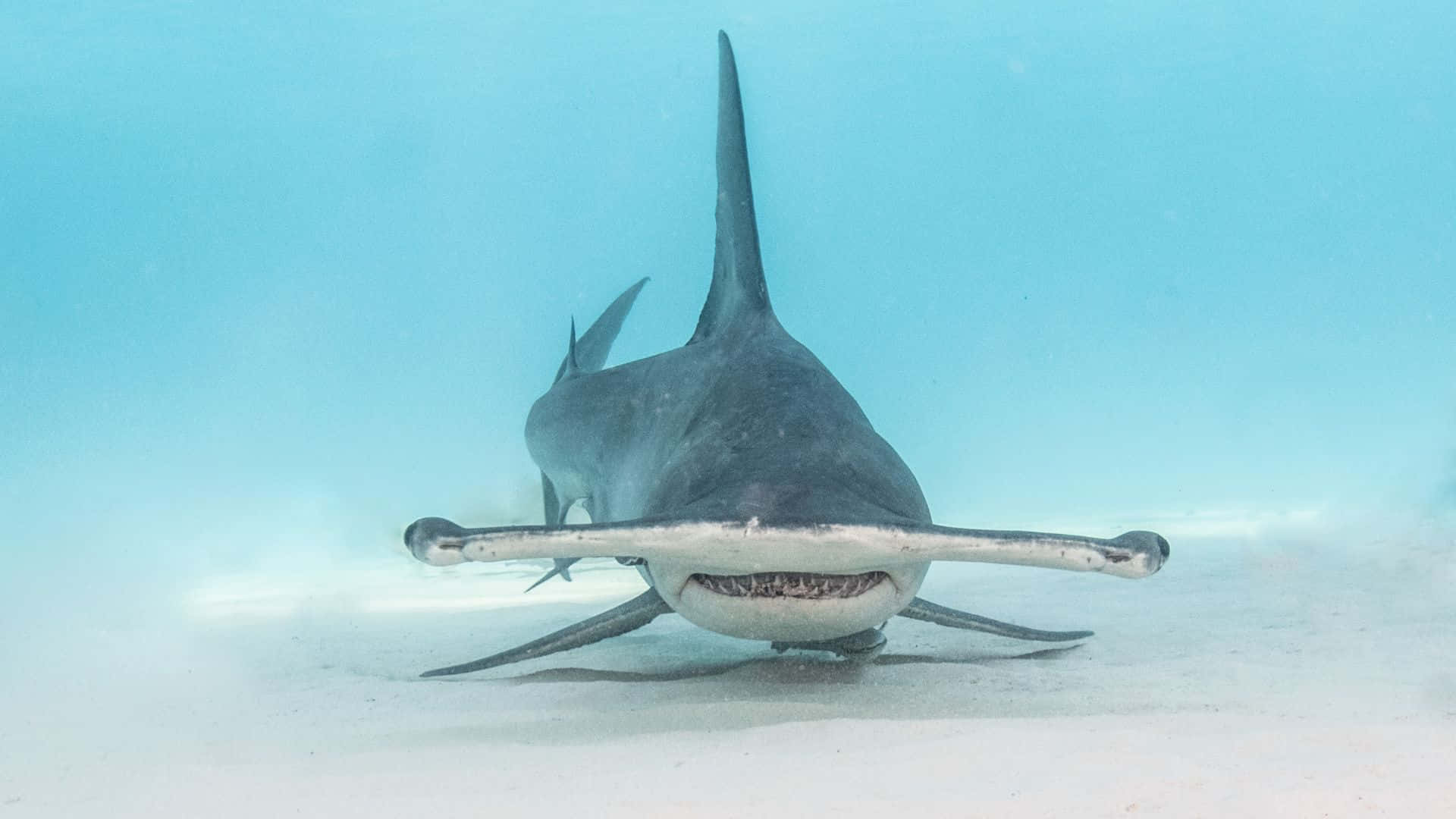 Martillocabeza Tiburón Negro Fondo de pantalla