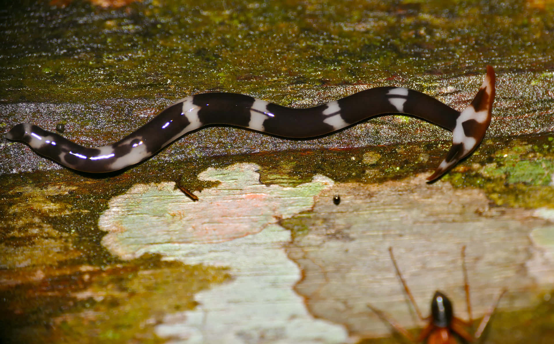 Download Hammerhead Flatworm On Mossy Surface Wallpaper | Wallpapers.com