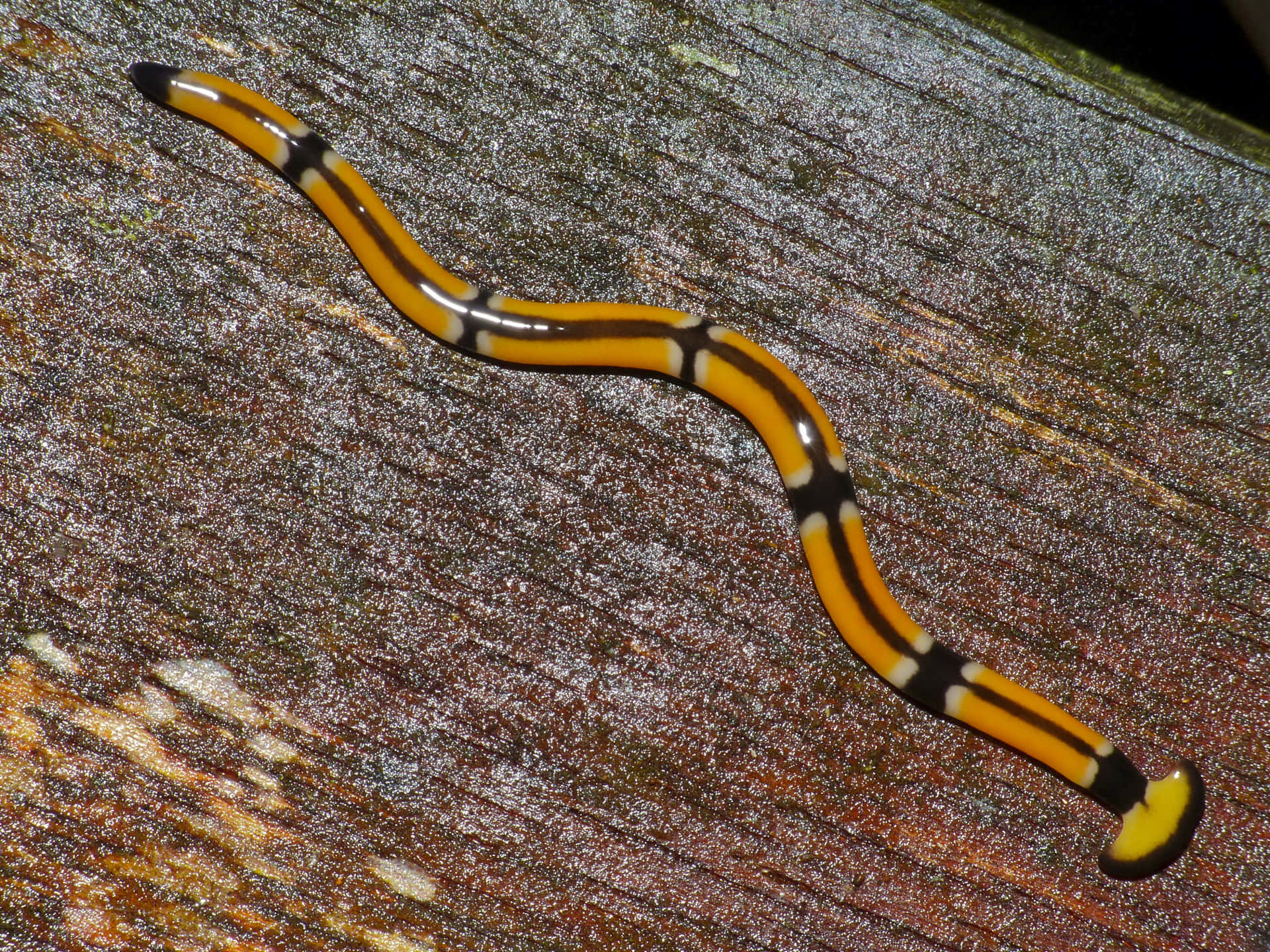 Download Hammerhead Flatworm On Wood Wallpaper | Wallpapers.com