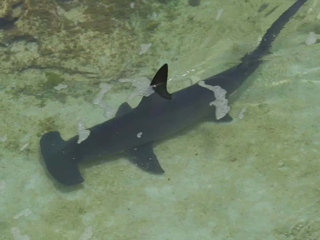 A close-up shot of a Hammerhead Shark's Dangerous Jaws Wallpaper